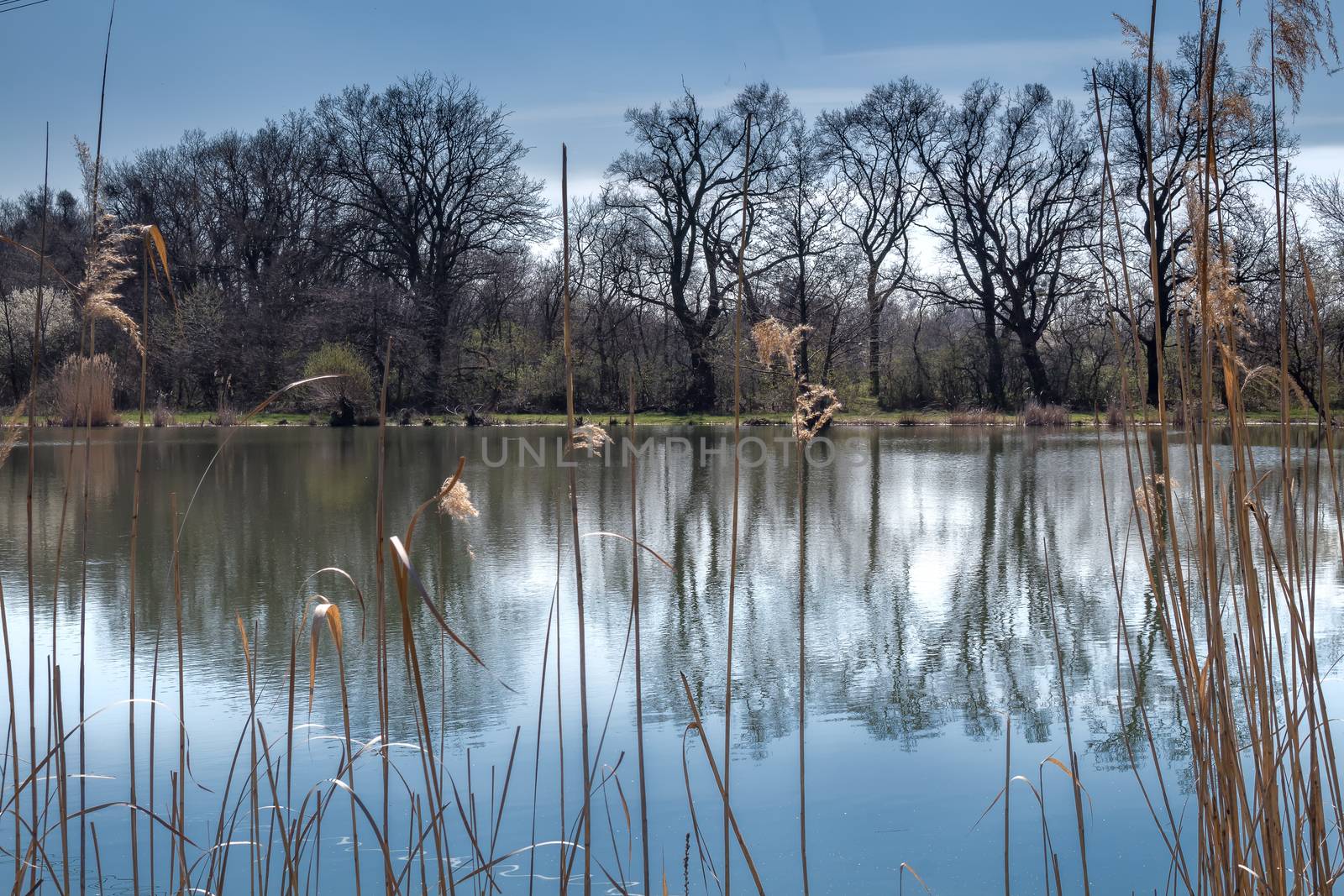 Forest and its reflection in the lake by YassminPhoto