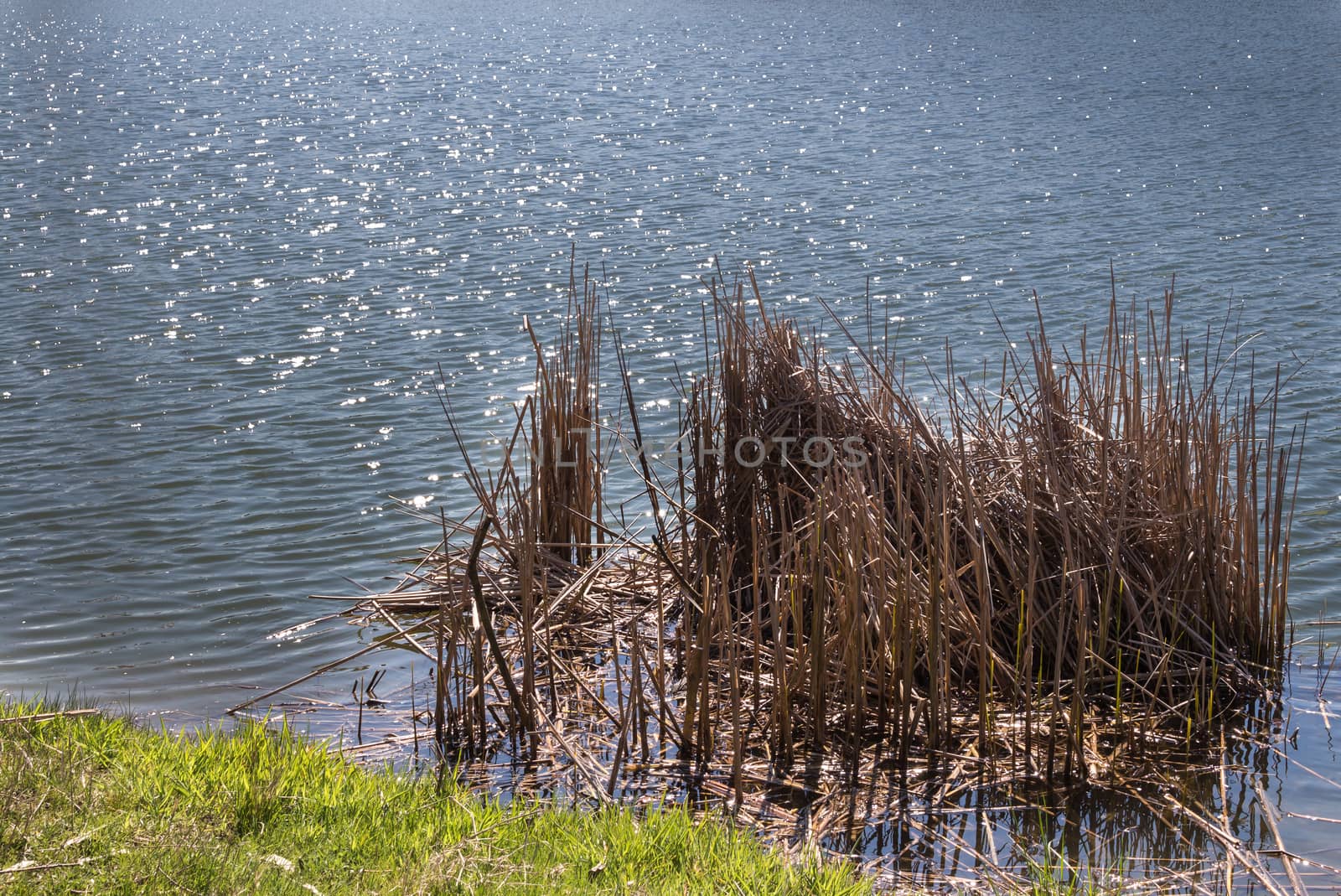 Surface of the lake with little waves, glittering small sun reflections. Fresh spring grass, old dry last year water grass.