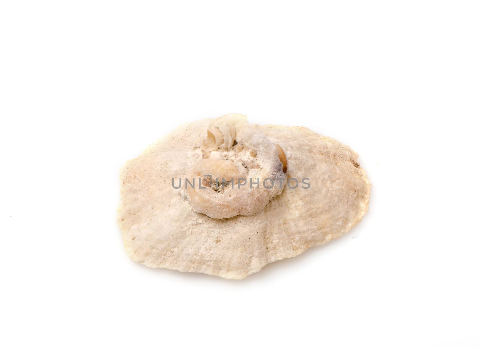Sea shell with isolated on white background.