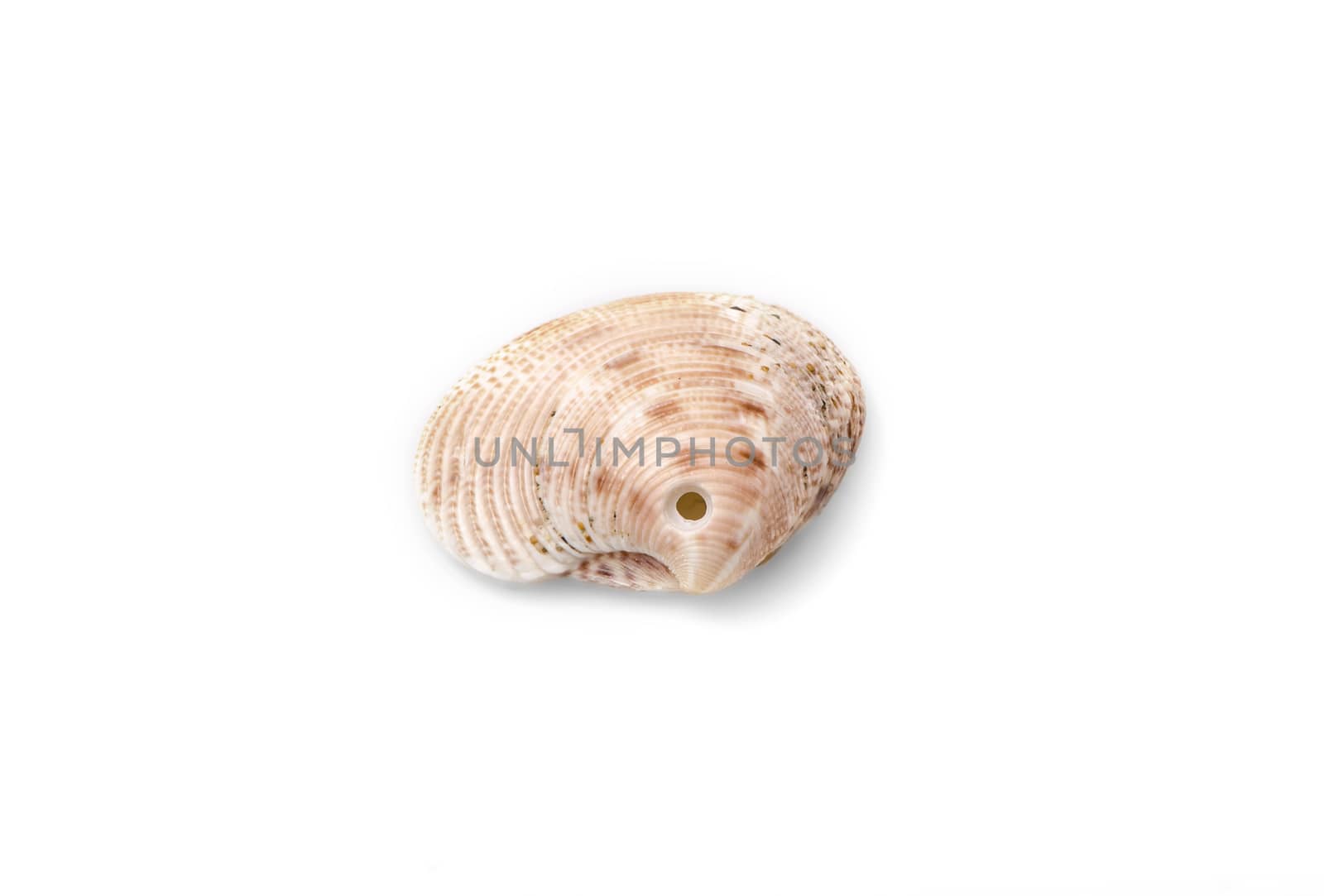 Detail of sea shell isolated on white background. by richpav