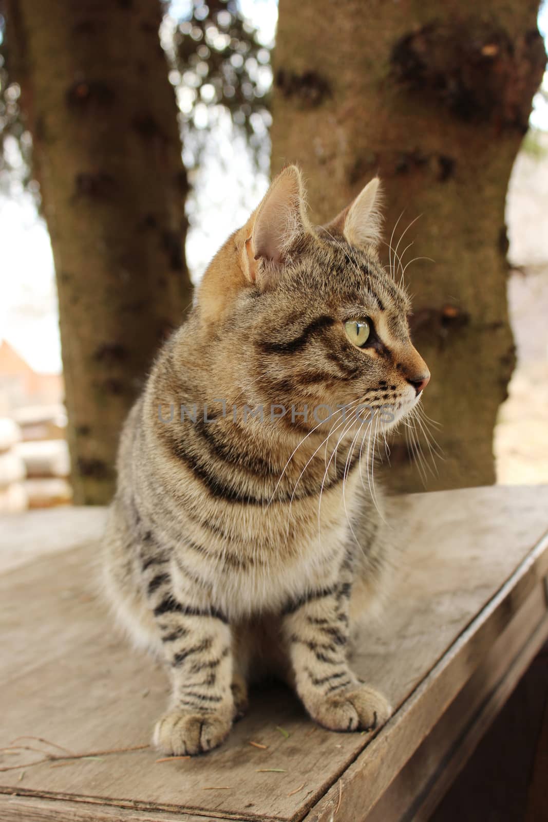 Mudlark yang cat Barsik is sitting on a wooden table. by olga_ovchinnikova