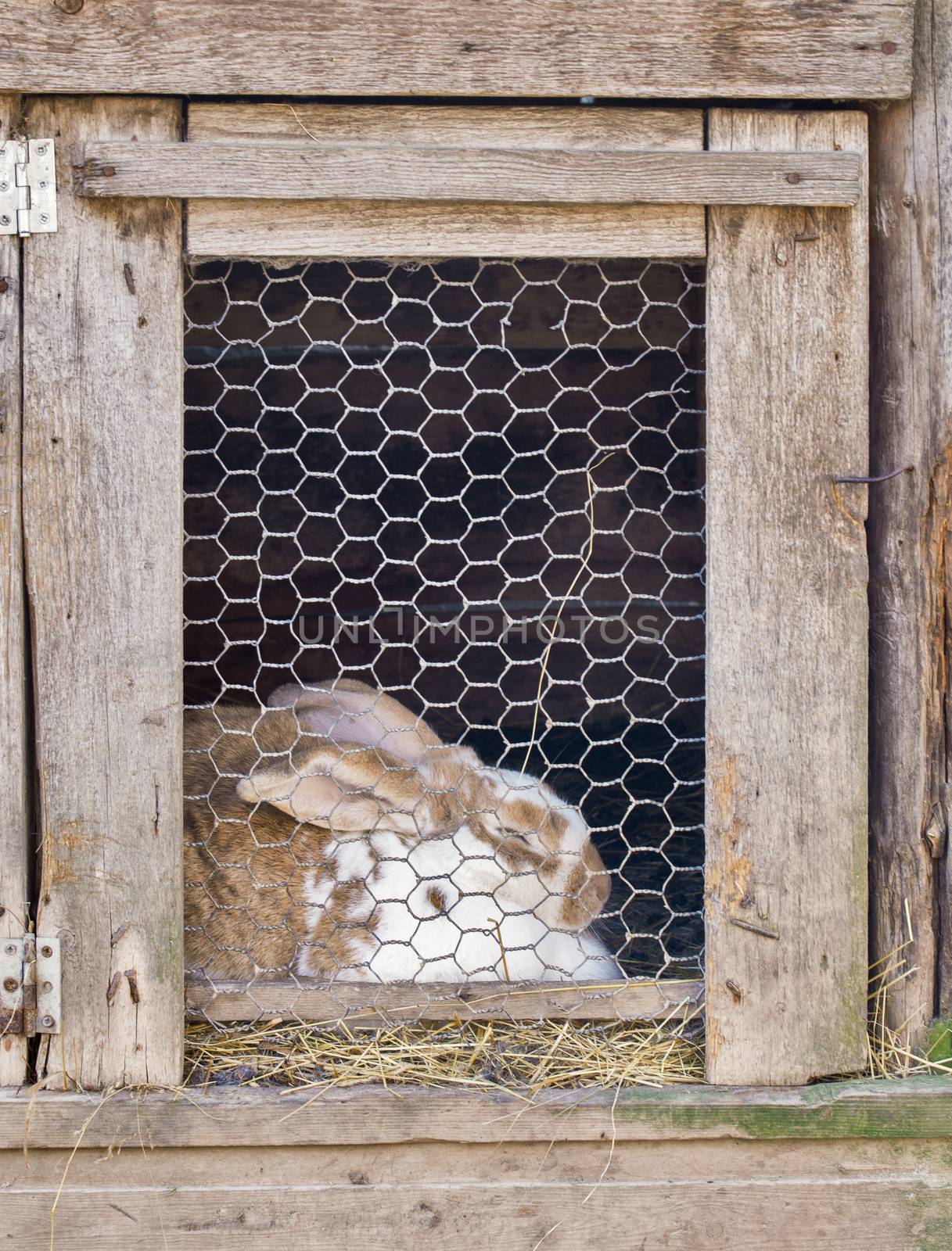 rabbit in cage by nejuras