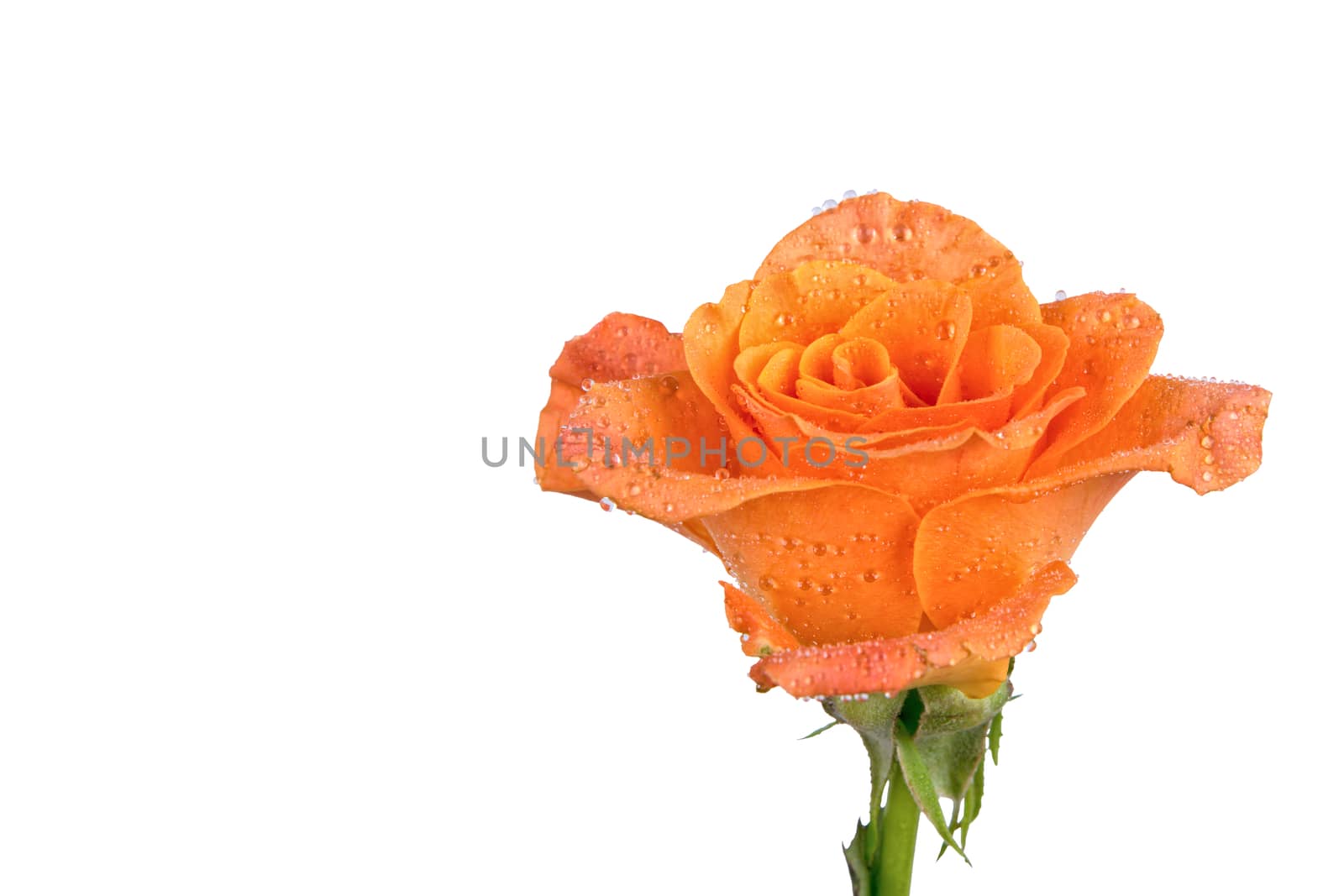 Orange rose isolated over white background