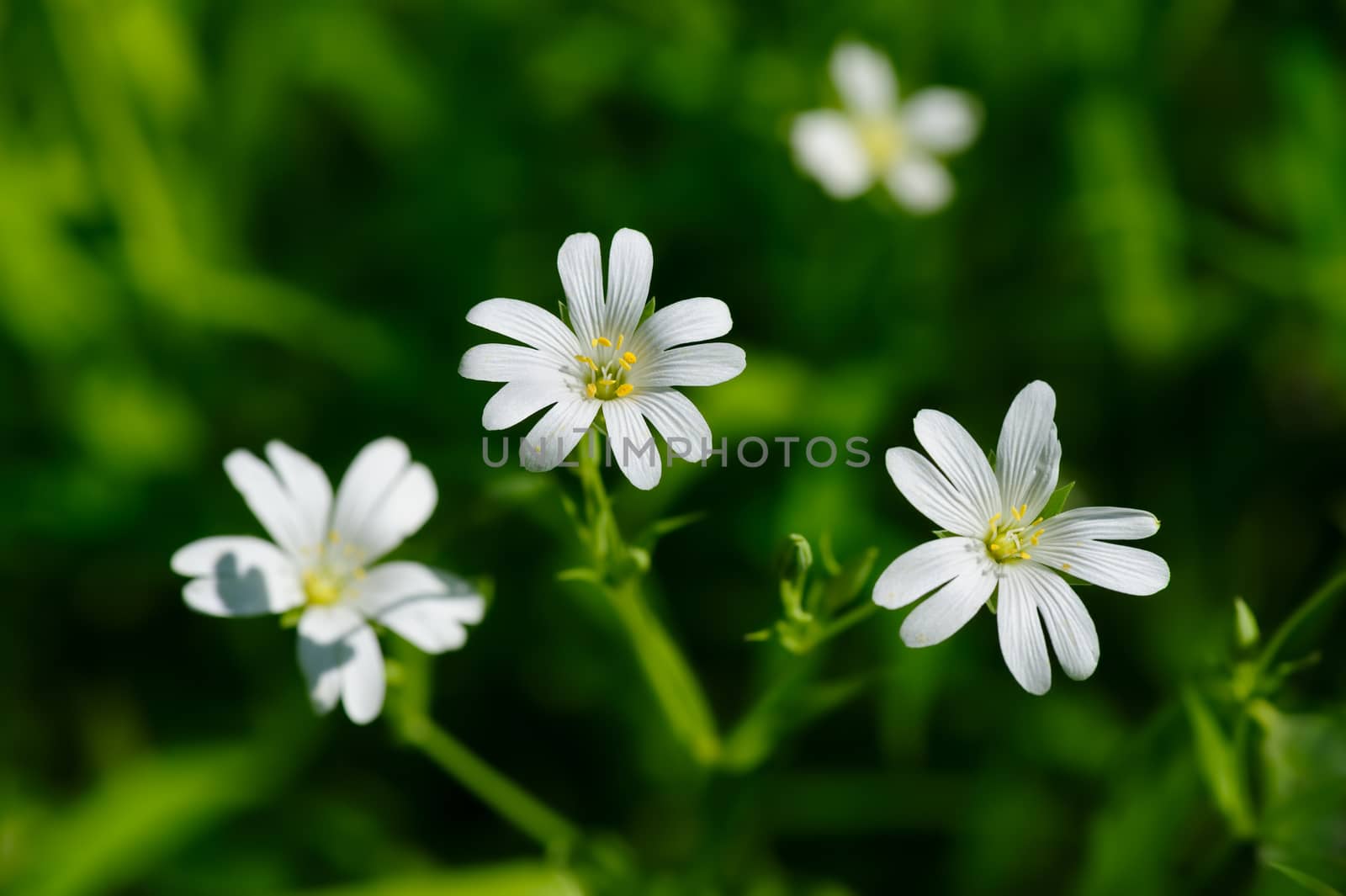 Small white spring flowers on green grass, selective focus