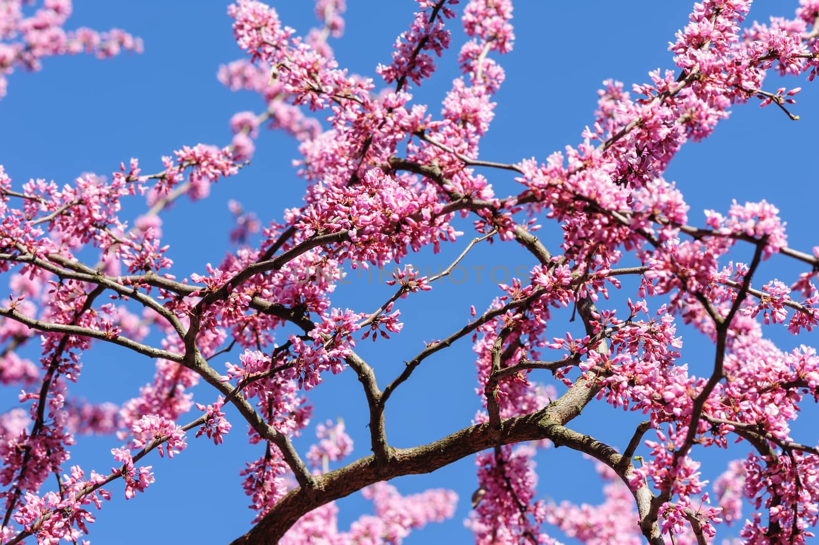 Cercis siliquastrum at blue sky by starush