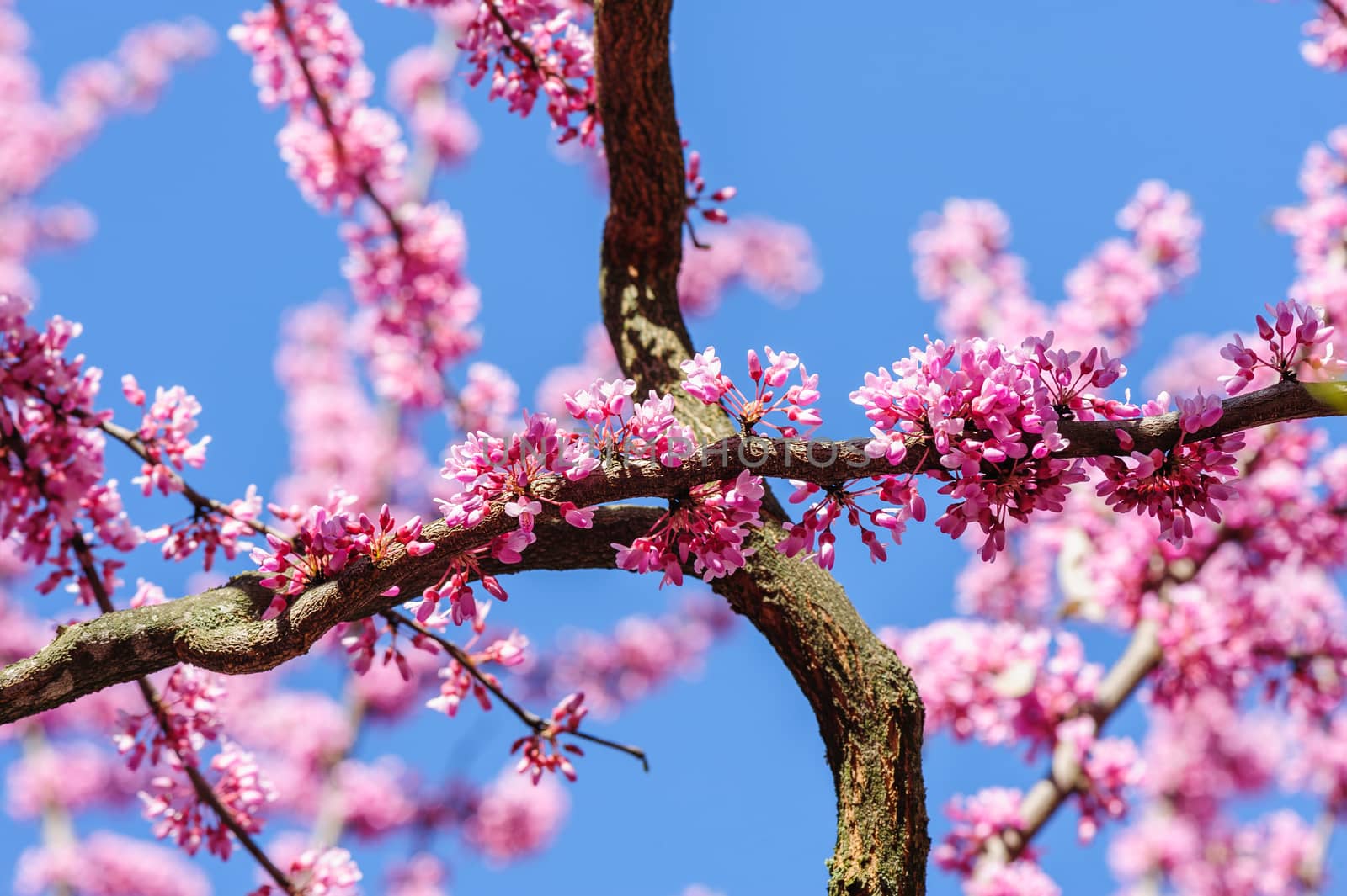 Blossoming cercis siliquastrum in the sky during springtime