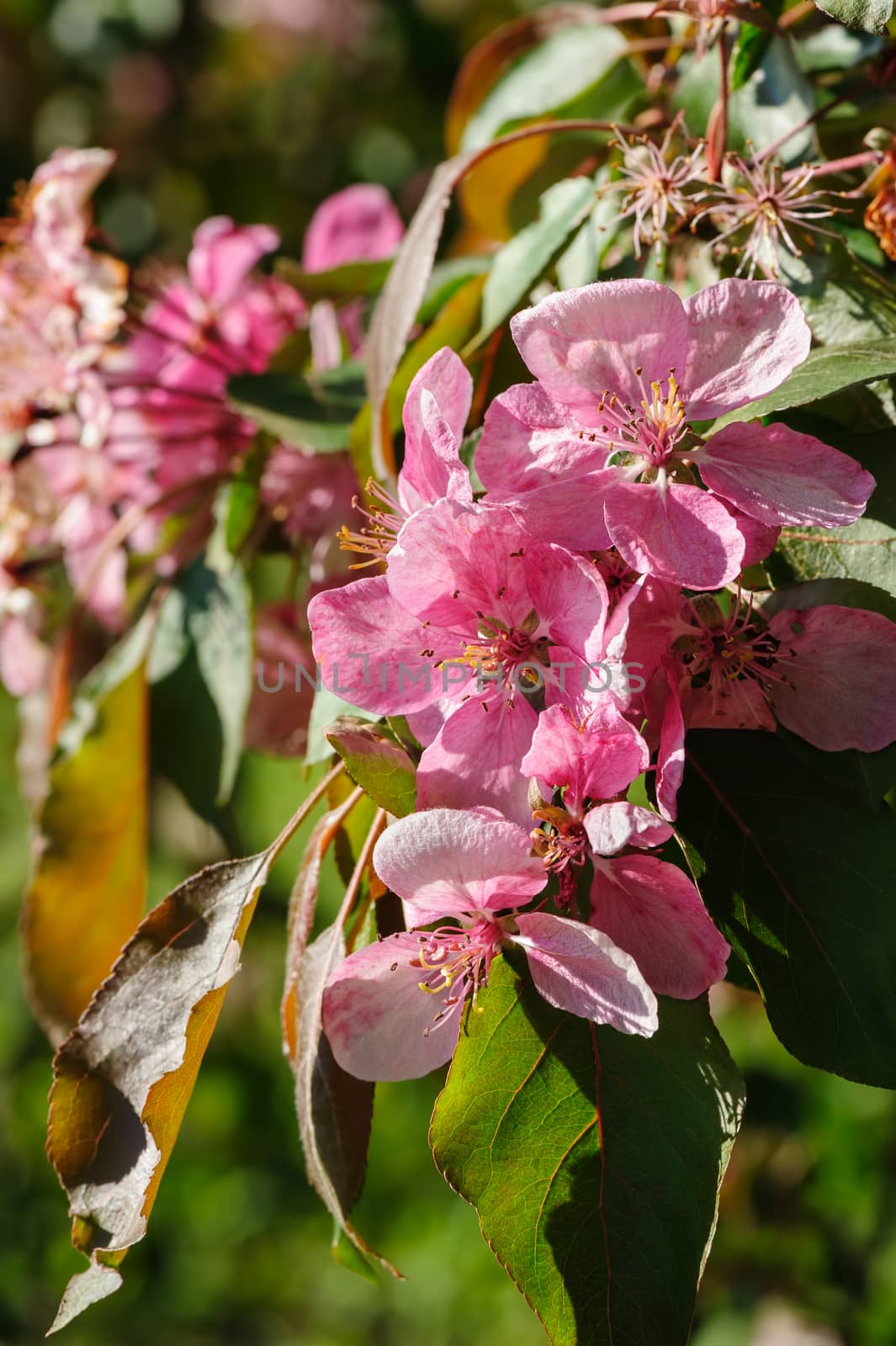 Beautiful blooming paradise apple tree flowers closeup during springtime