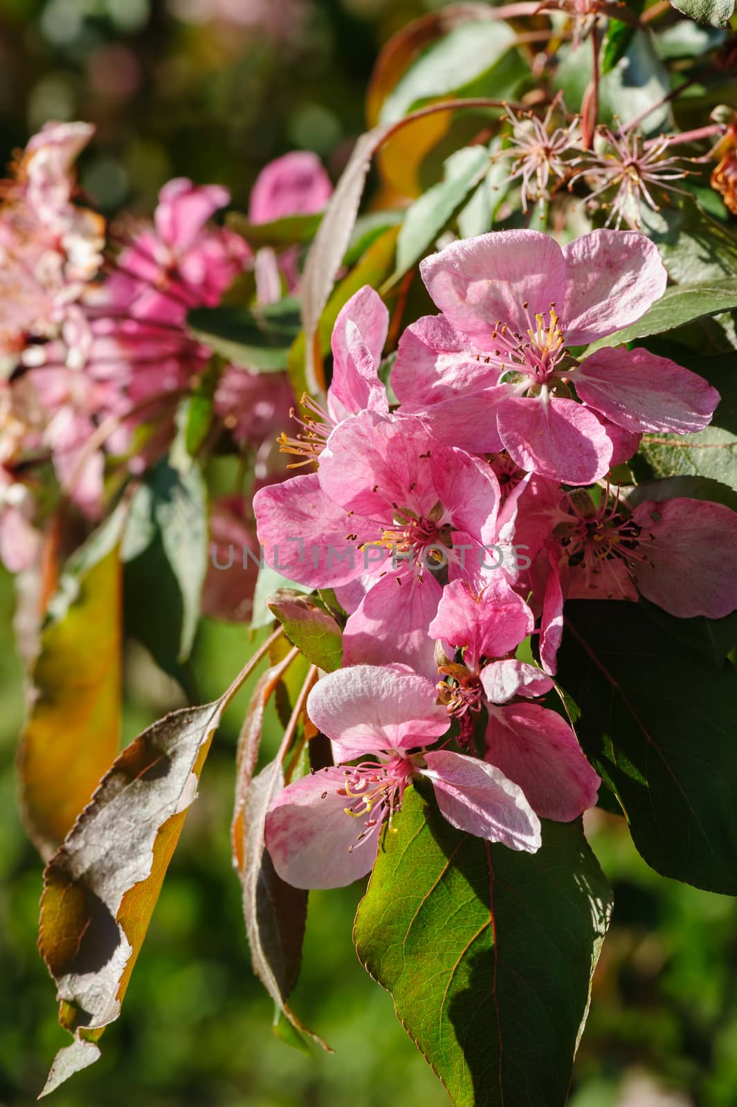 blooming paradise apple flower by starush