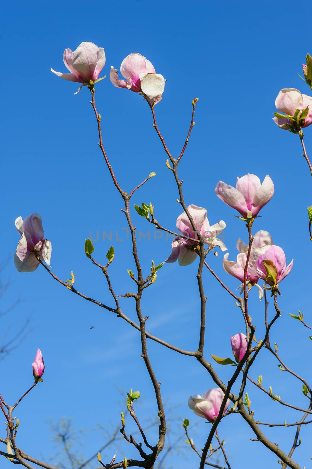 Pink Magnolia or Tulip tree in botanical garden