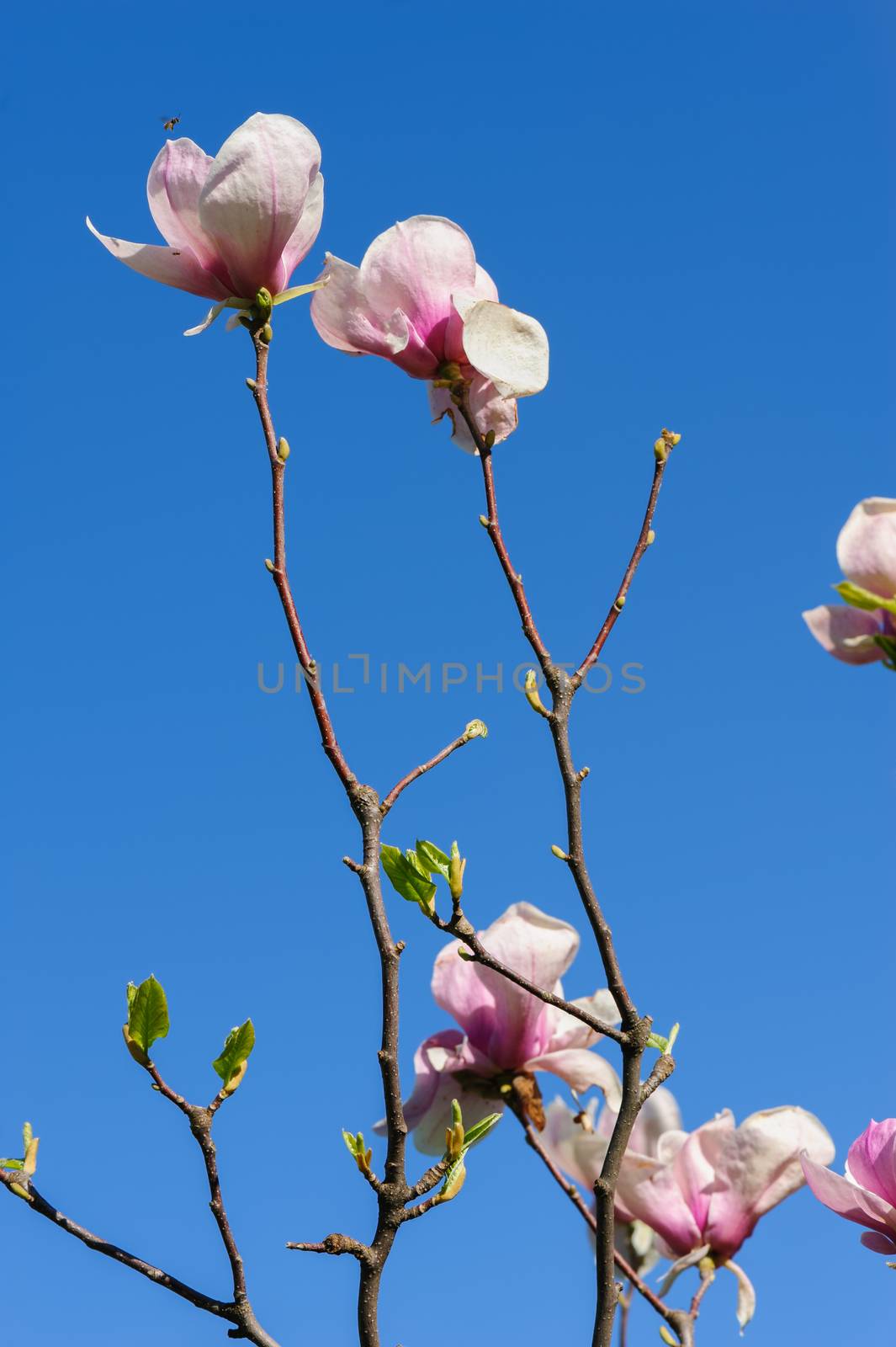 Pink Magnolia or Tulip tree in botanical garden