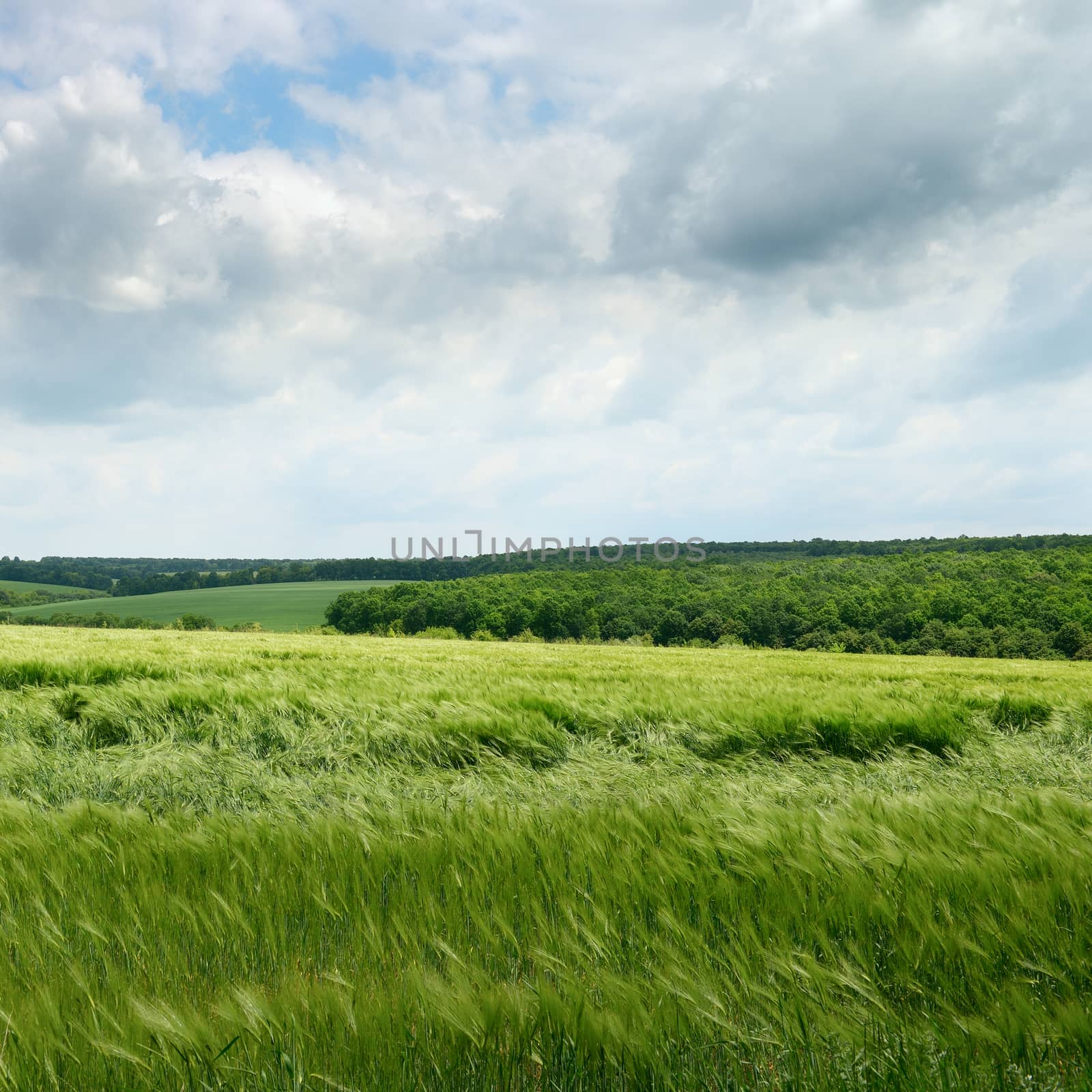 wheat field and cloudy sky