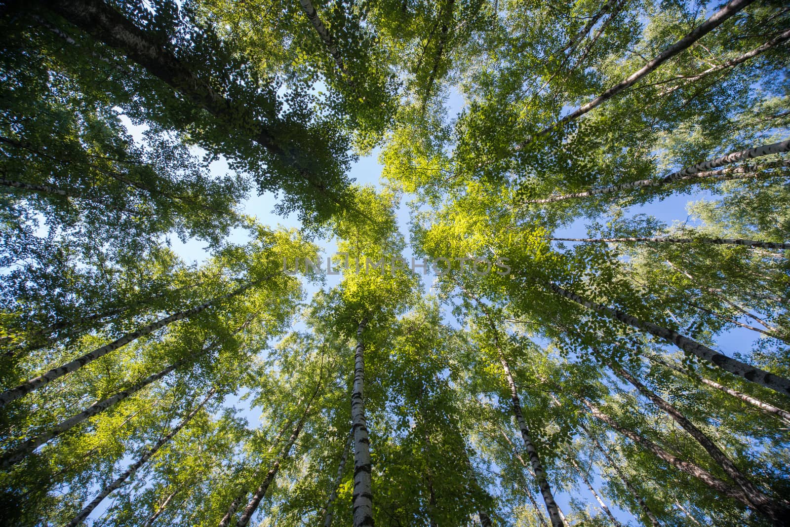 Looking up in Forest - Green Tree branches nature abstract by skrotov