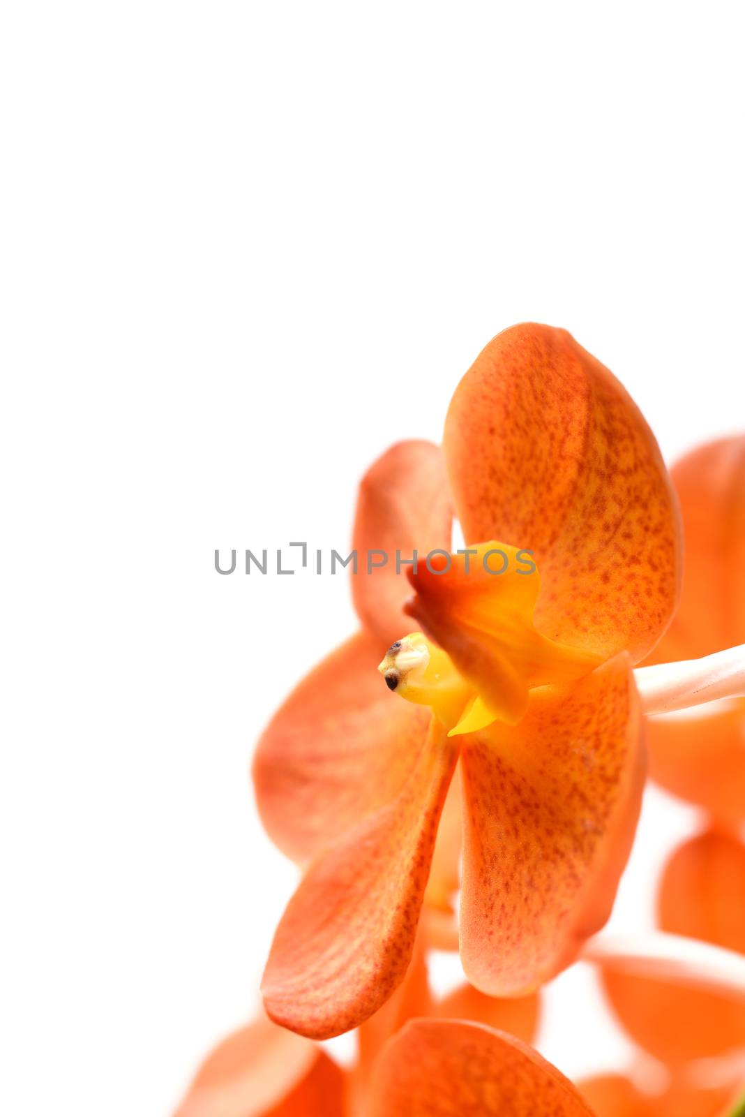 orange orchid by antpkr