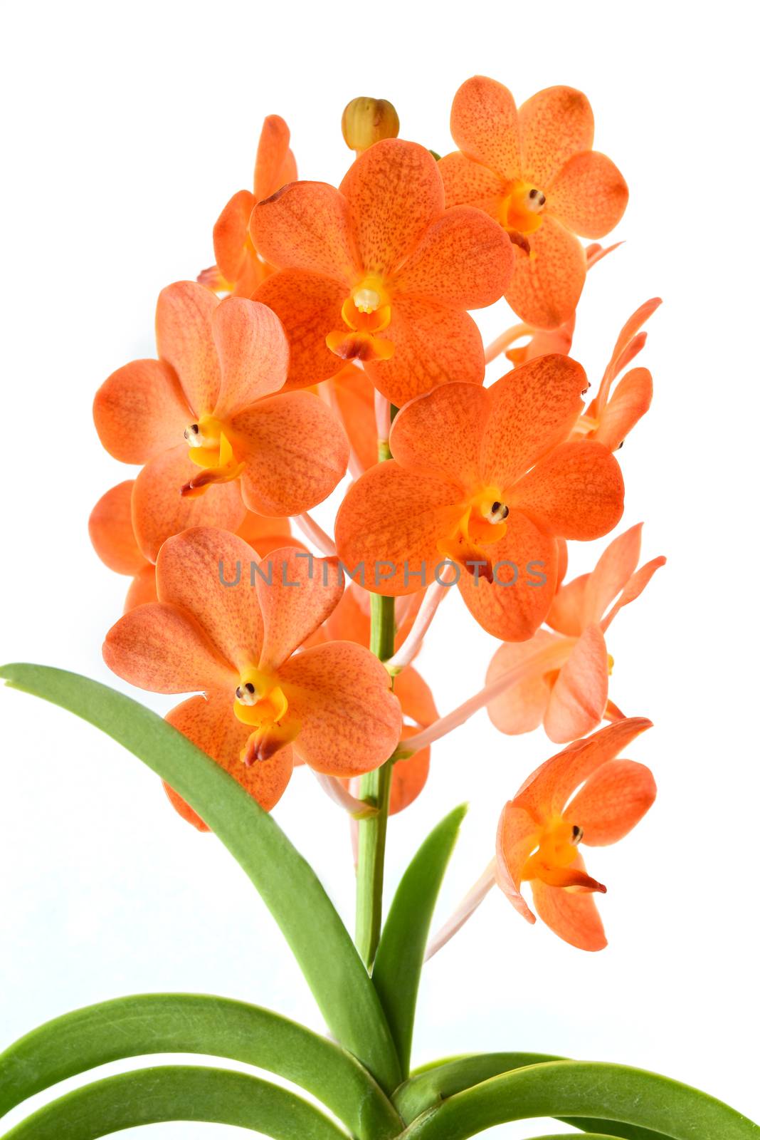 orange orchid on white background