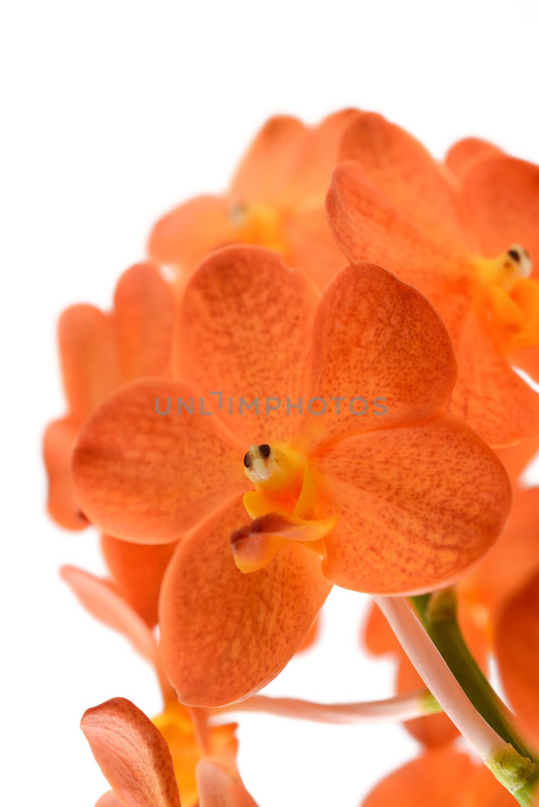 orange orchid on white background