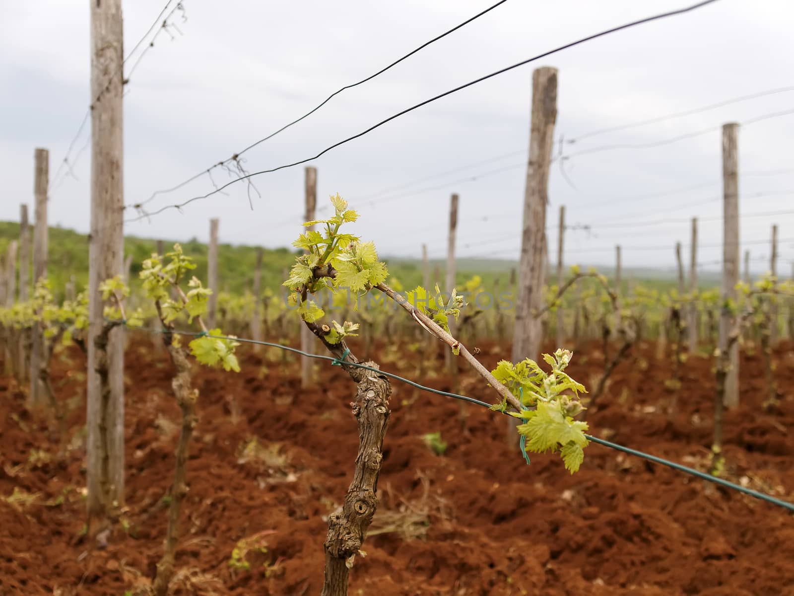 cultivation vineyard in Istria in early spring