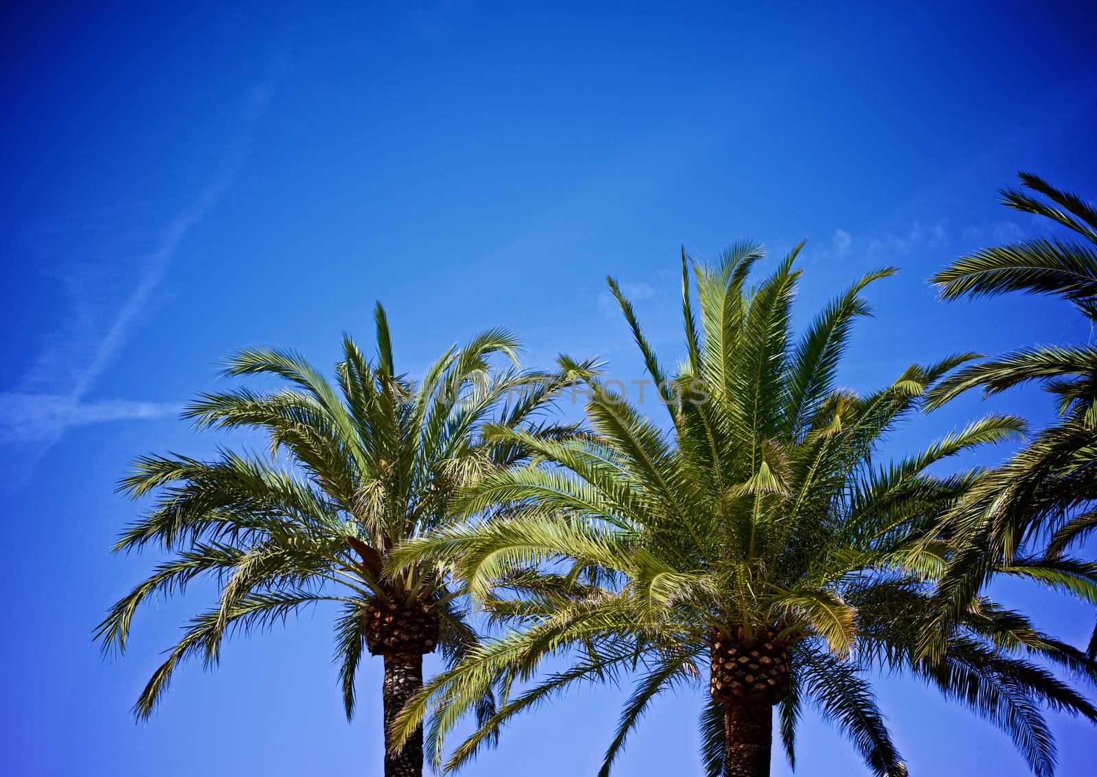 Beauty Palm Trees in Sunny Day on Bright Blue Sky background Outdoors