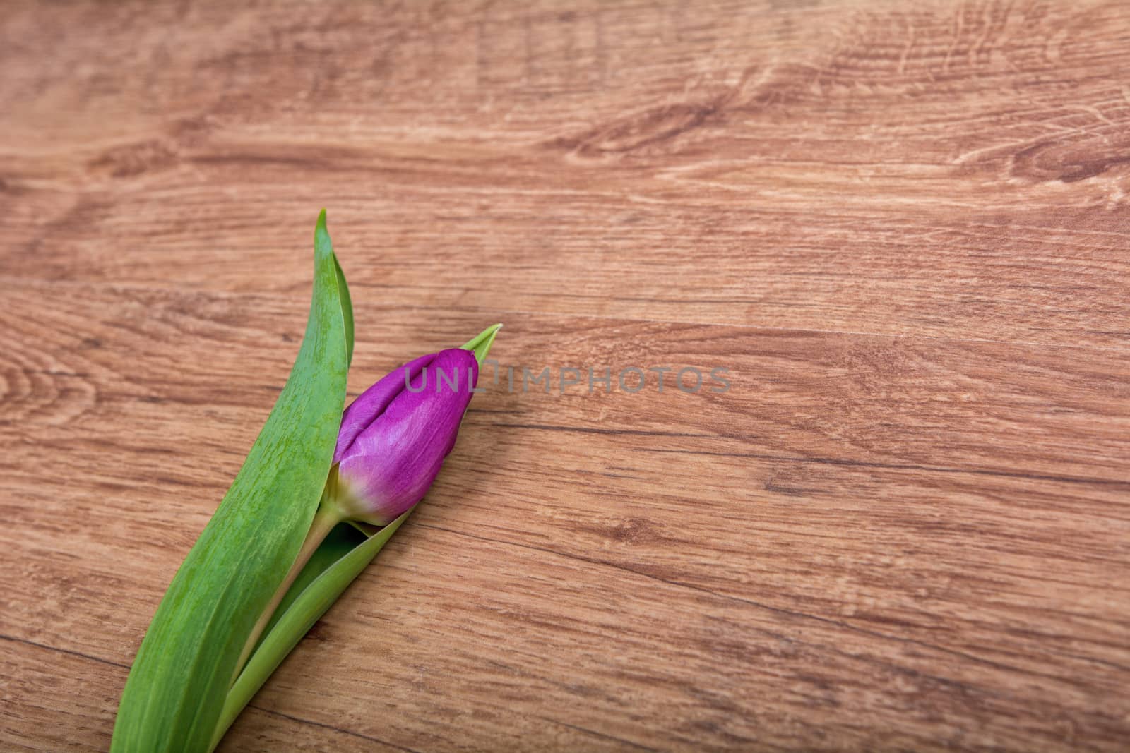 Violet tulip on a brown wooden background