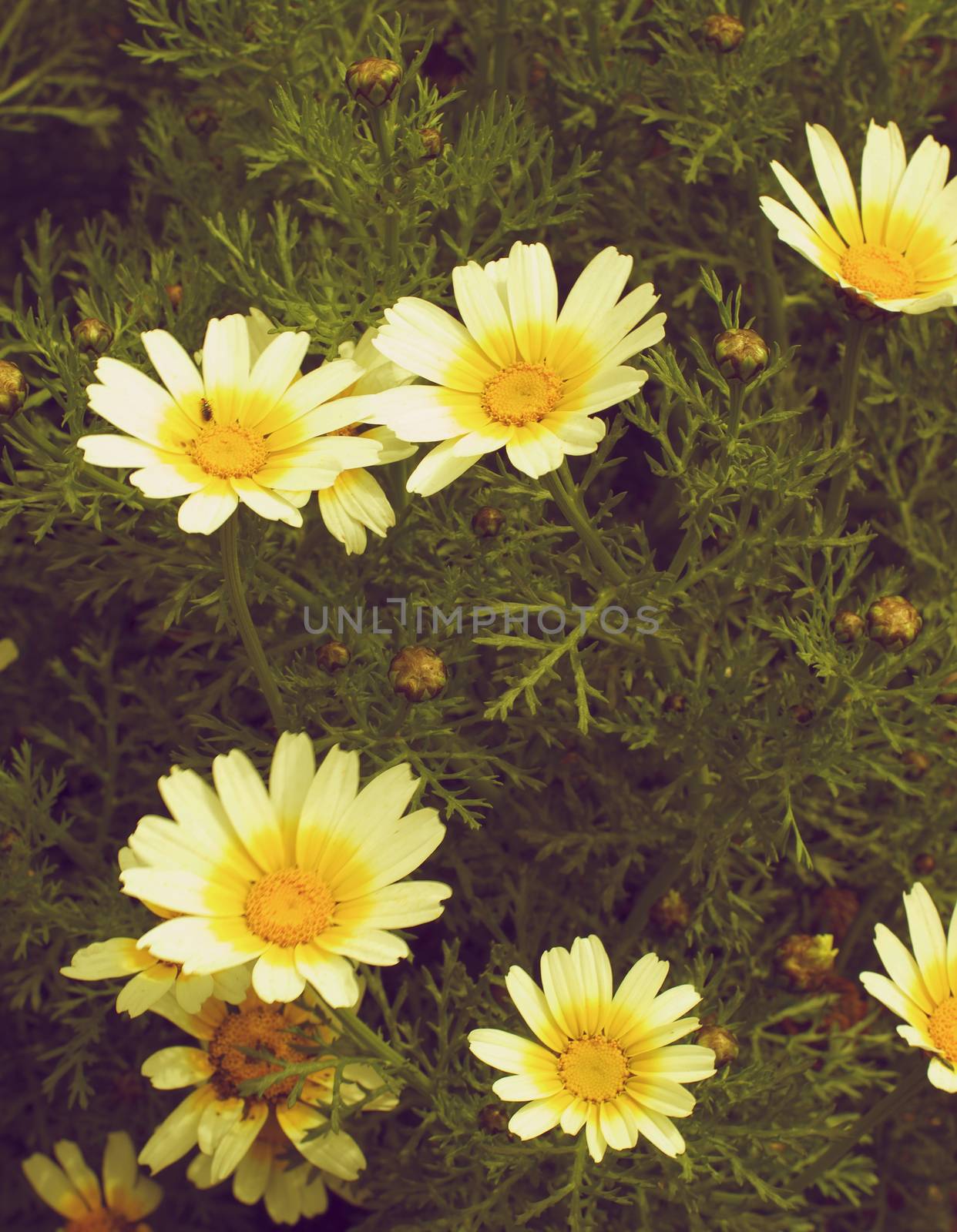 Wild Yellow Daisies by zhekos