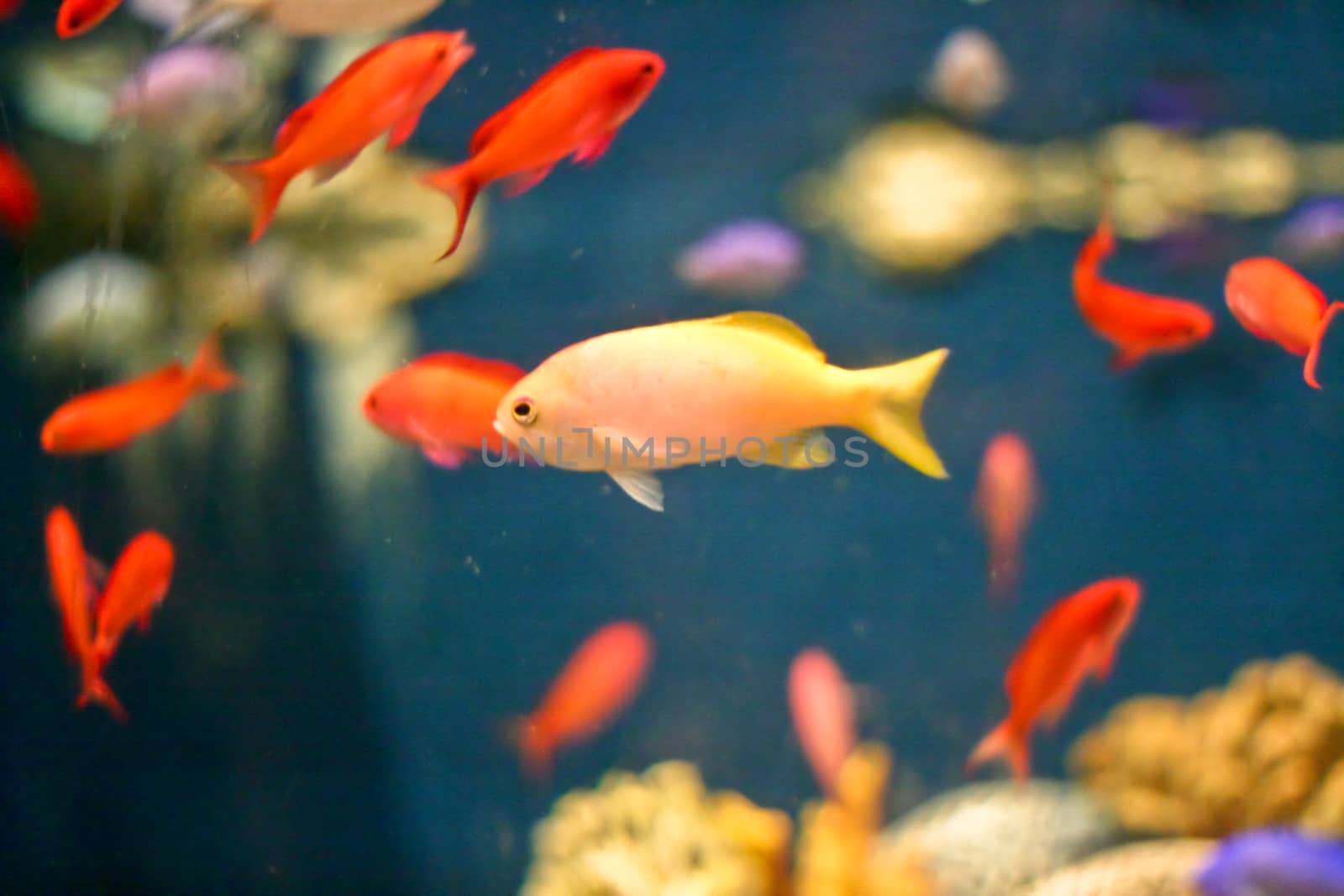 Fishes in an aquarium tank