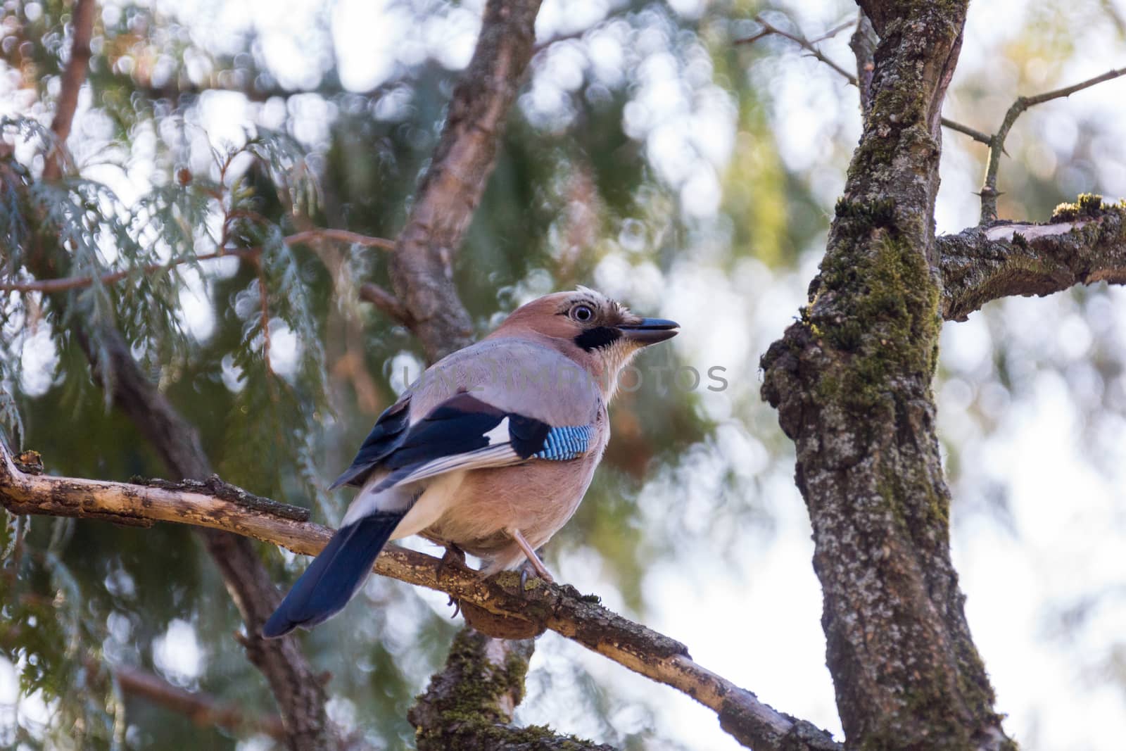 The photo shows jay on a branch