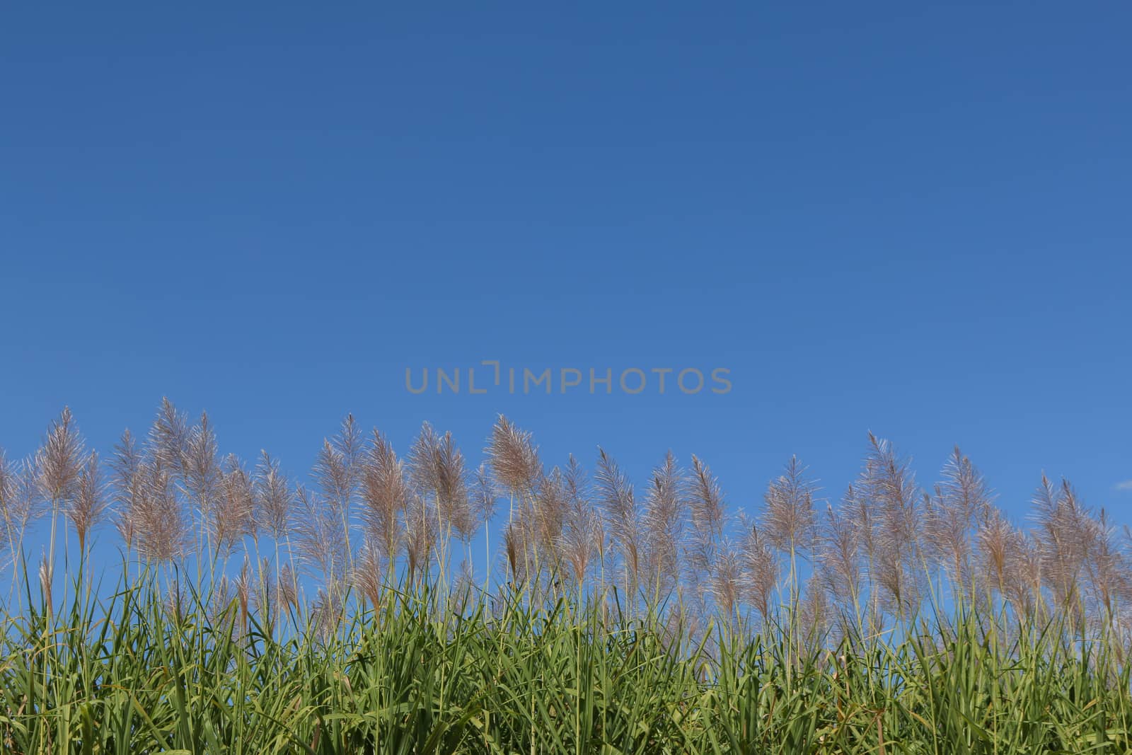 Sugar cane flower Sunrise,Beauty blue sky and clouds in daytime in Thailand