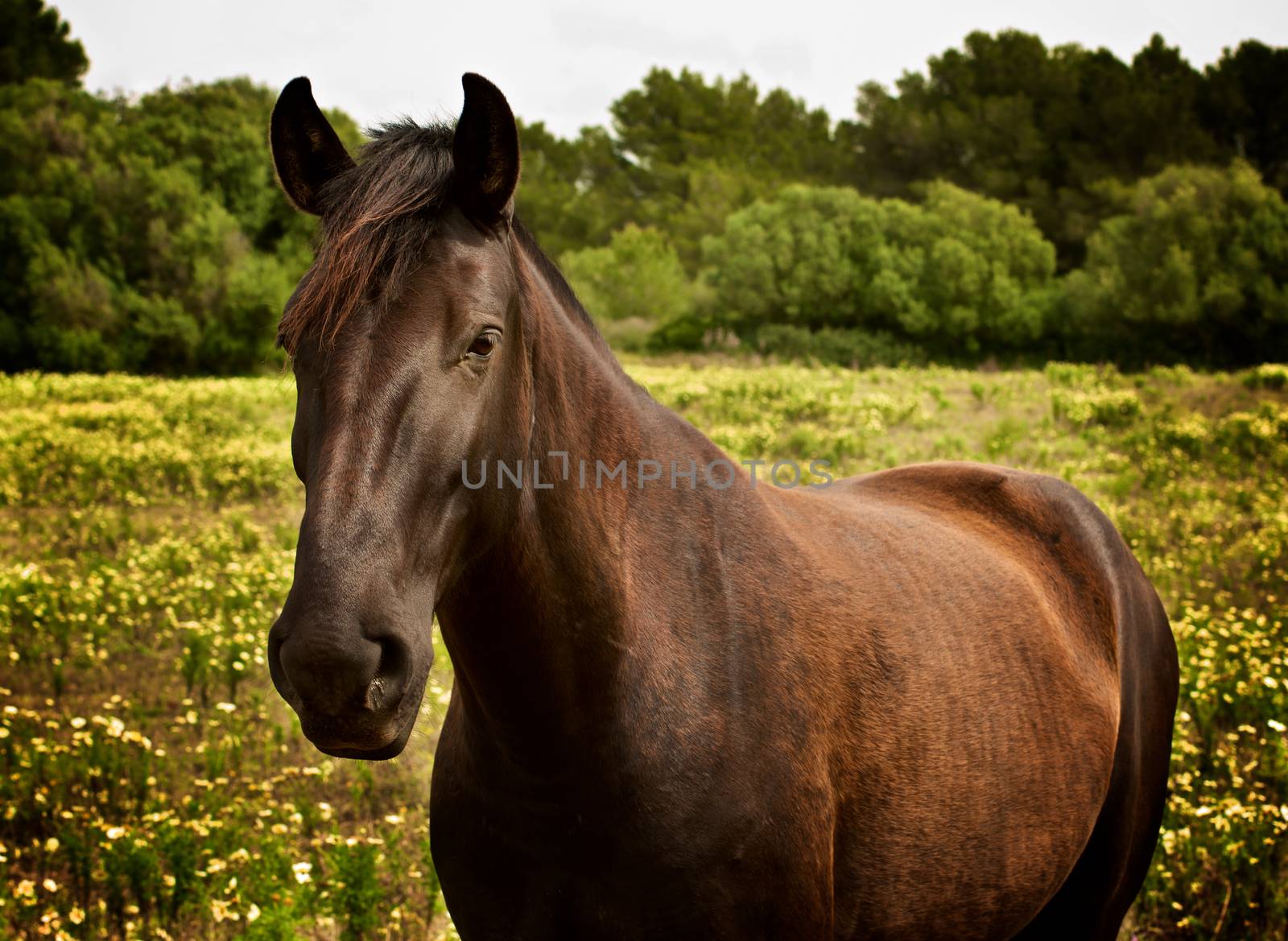 Beautiful Brown Horse Breed Caballos Baleares closeup on Field with Yellow Flowers Outdoors