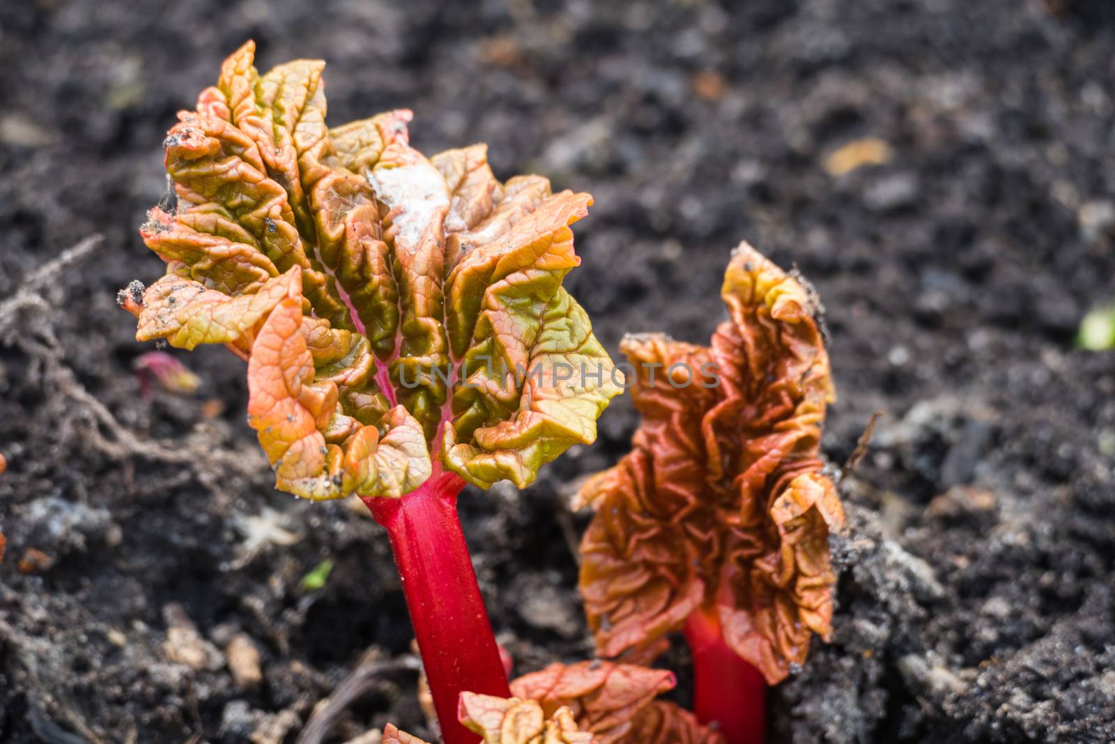 Rhubarb spring April 2016