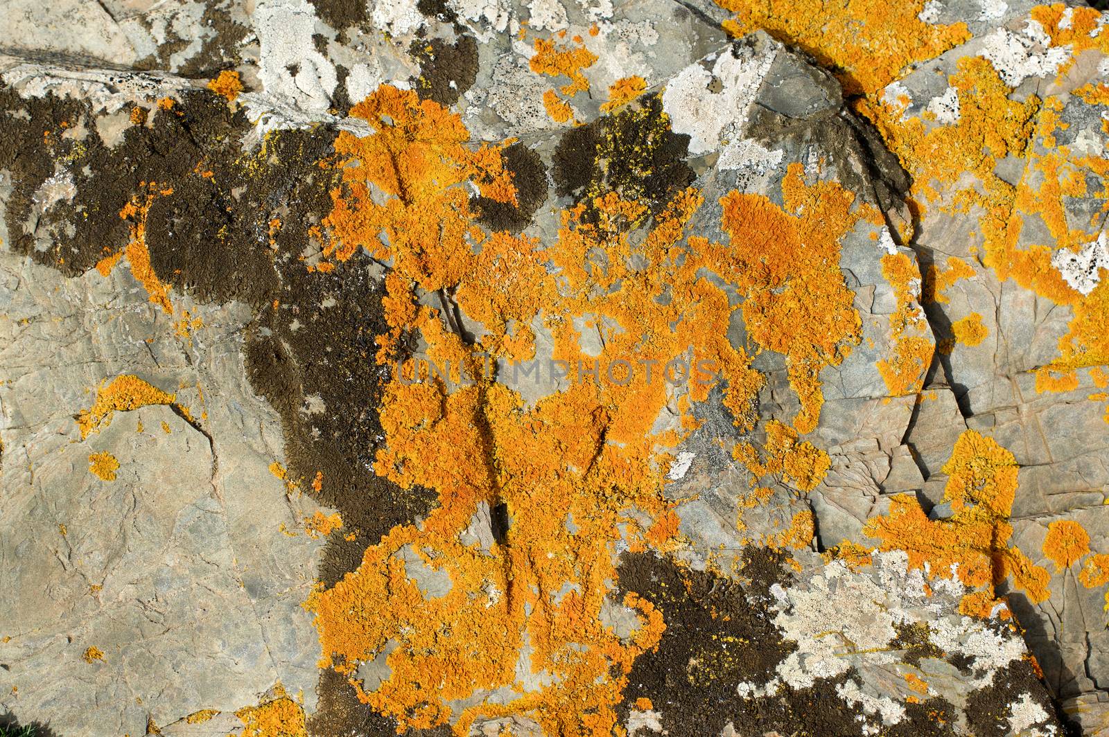 Background of Textured Grey Granite with Brown and Orange Fungal Mold closeup Outdoors