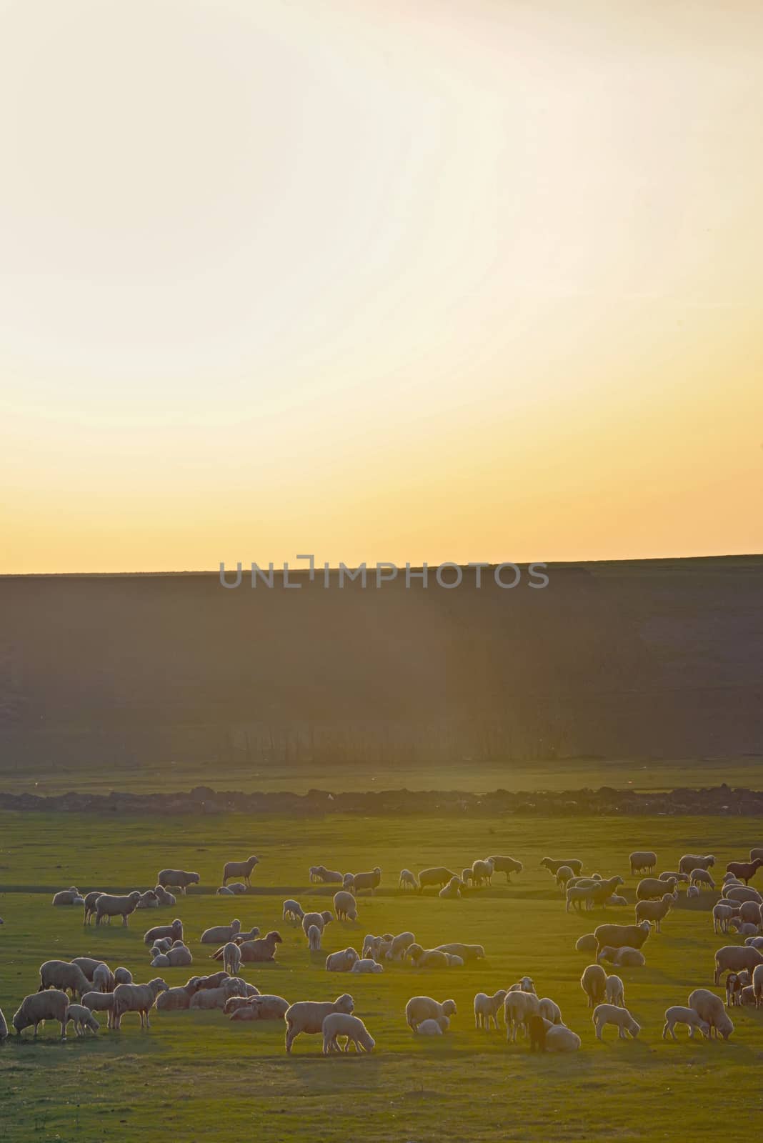 Sunset over field with sheeps