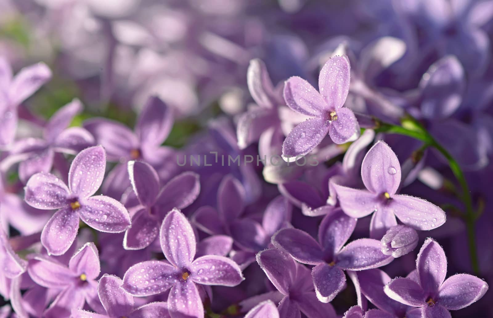 Pastel tender floral natural background from lilac flowers