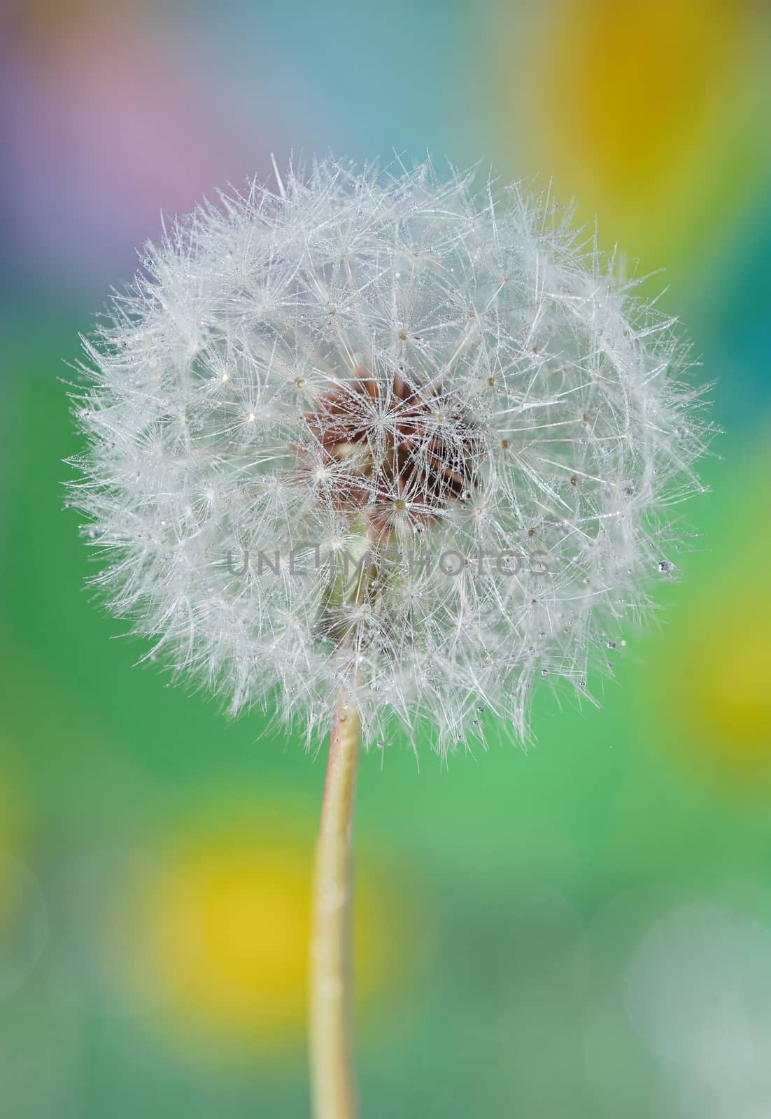 Dandelion close up and dew drops isolated