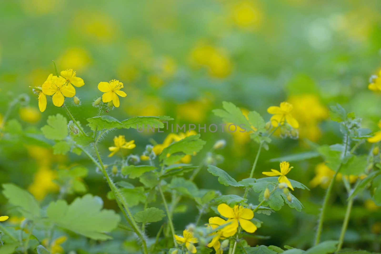 Greater celandine (Chelidonium majus) in spring time