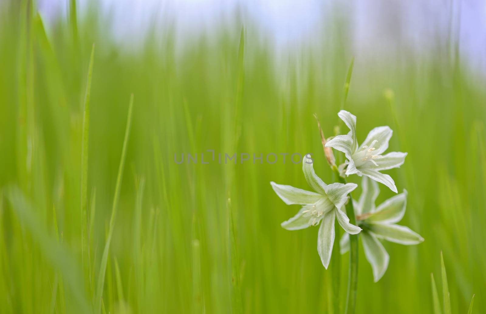 Ornithogalum nutans called drooping star of Bethlehem