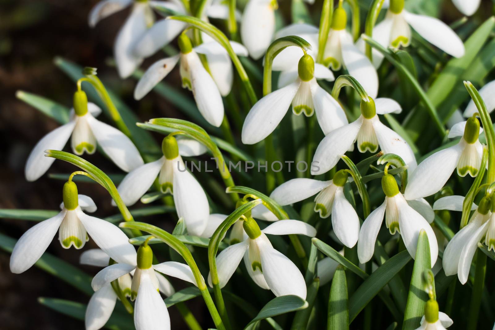 White spring flowers April 2016