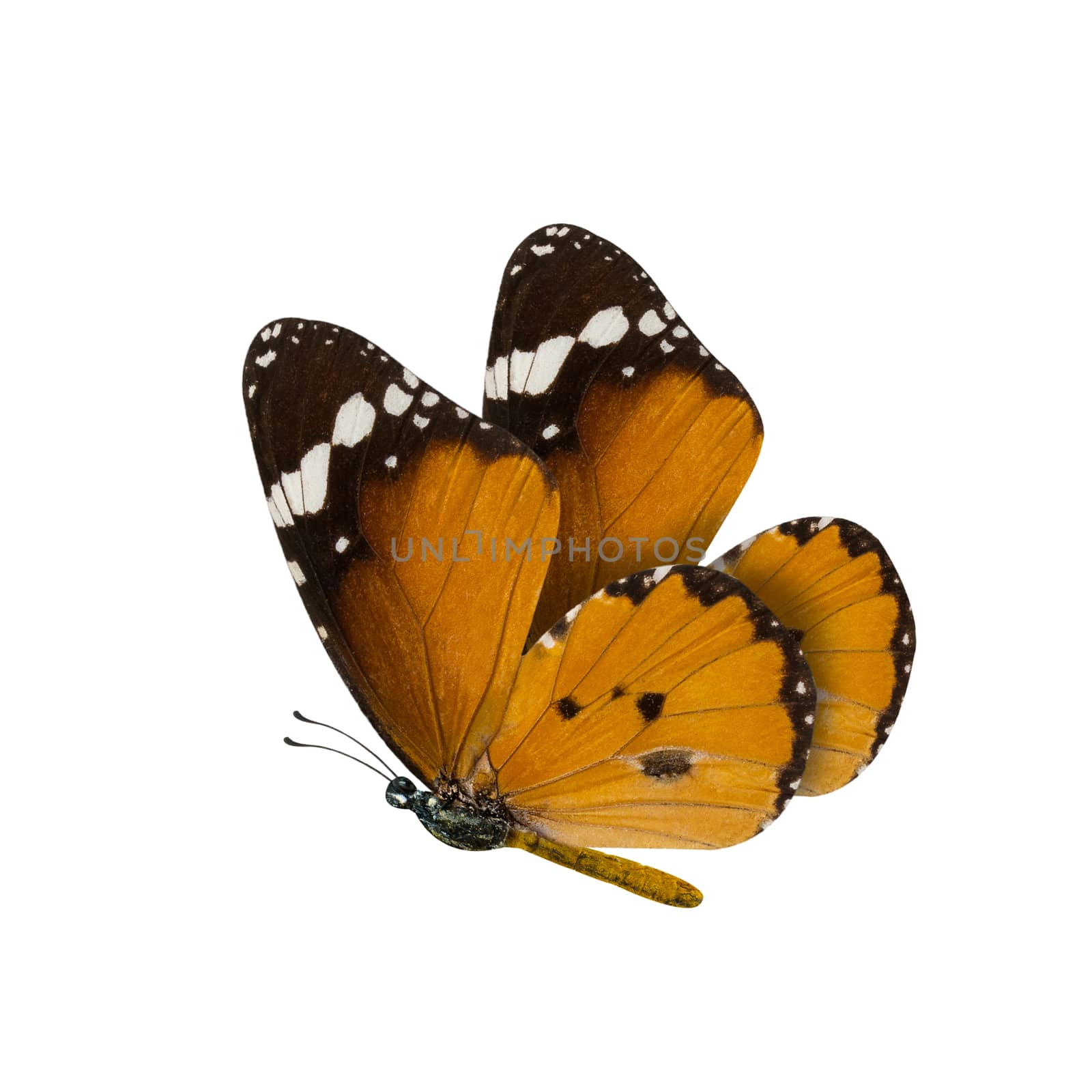 common tiger butterfly , Danaus Genutia , monarch butterfly isolated on white background