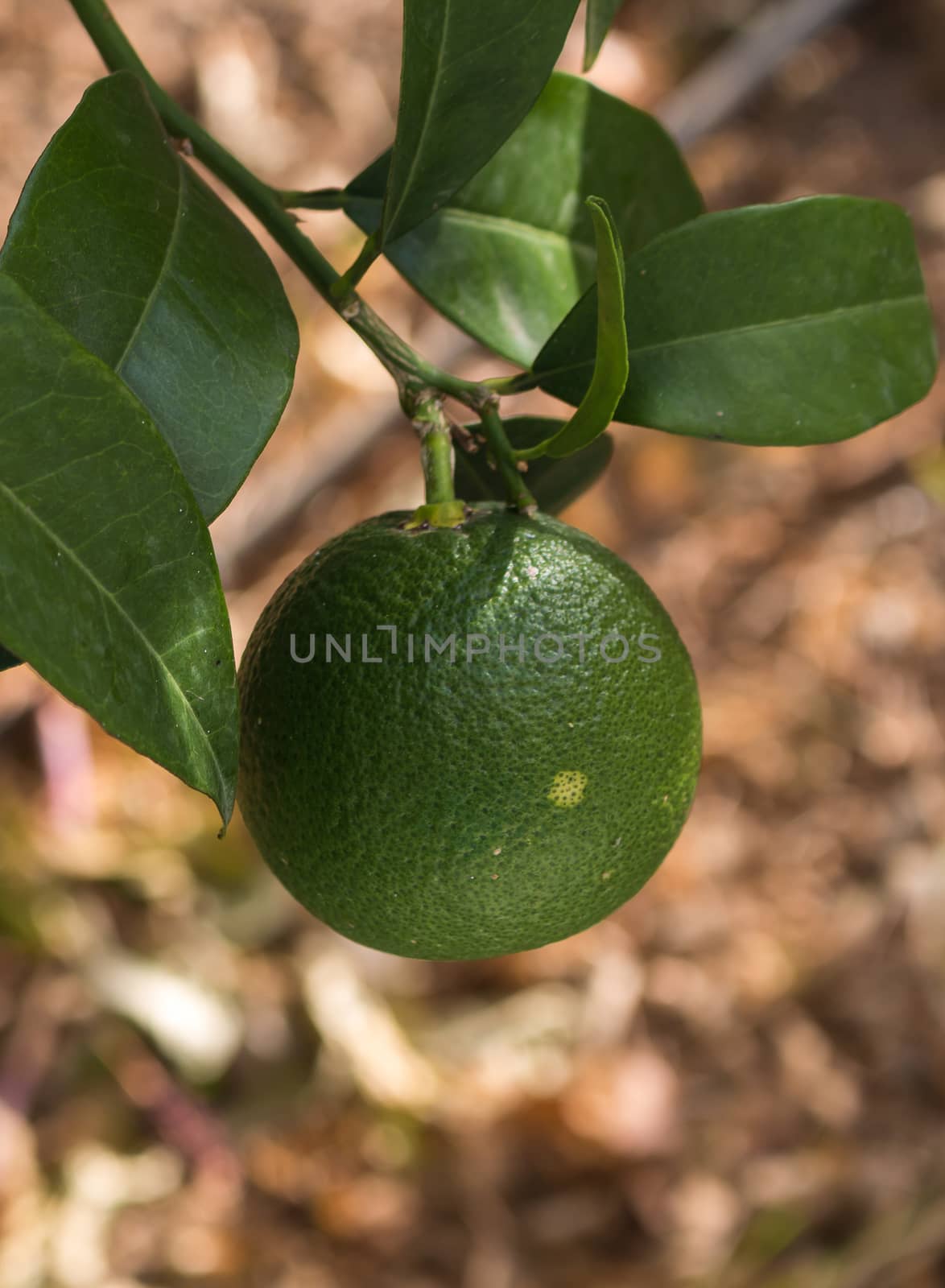 Branch with a hanging orange, which is still green, same color as its leaves around.