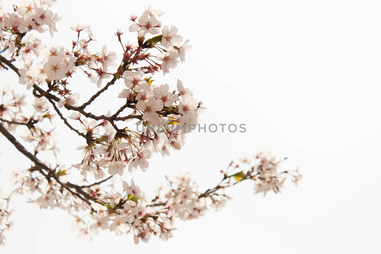 cherry blossoms by suthee
