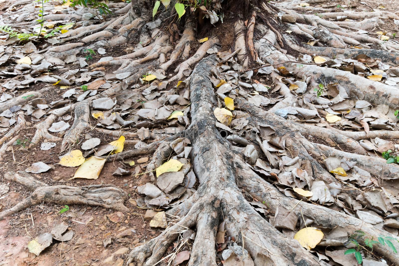 tree roots in Thailand