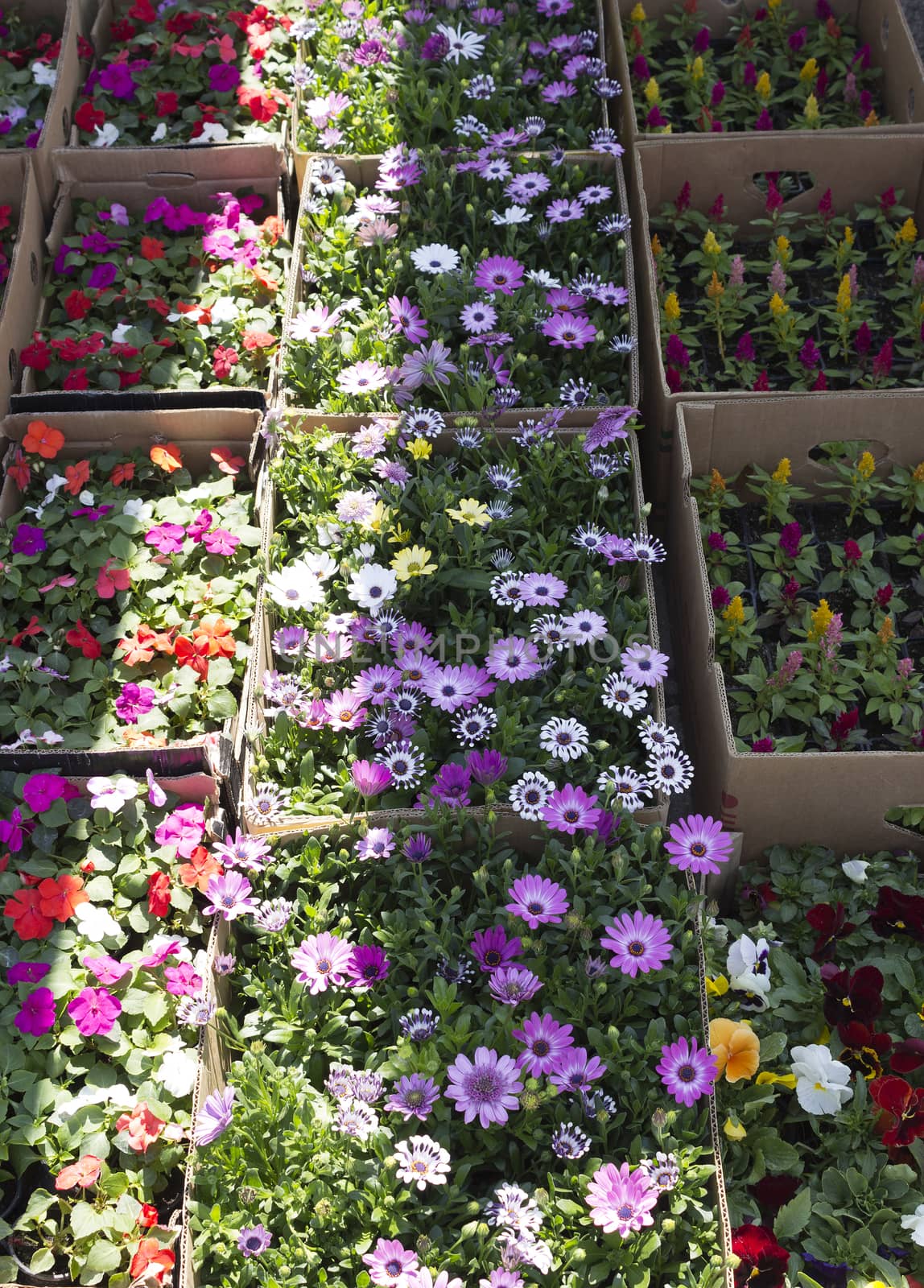 Different types of spring flowers ready for sale