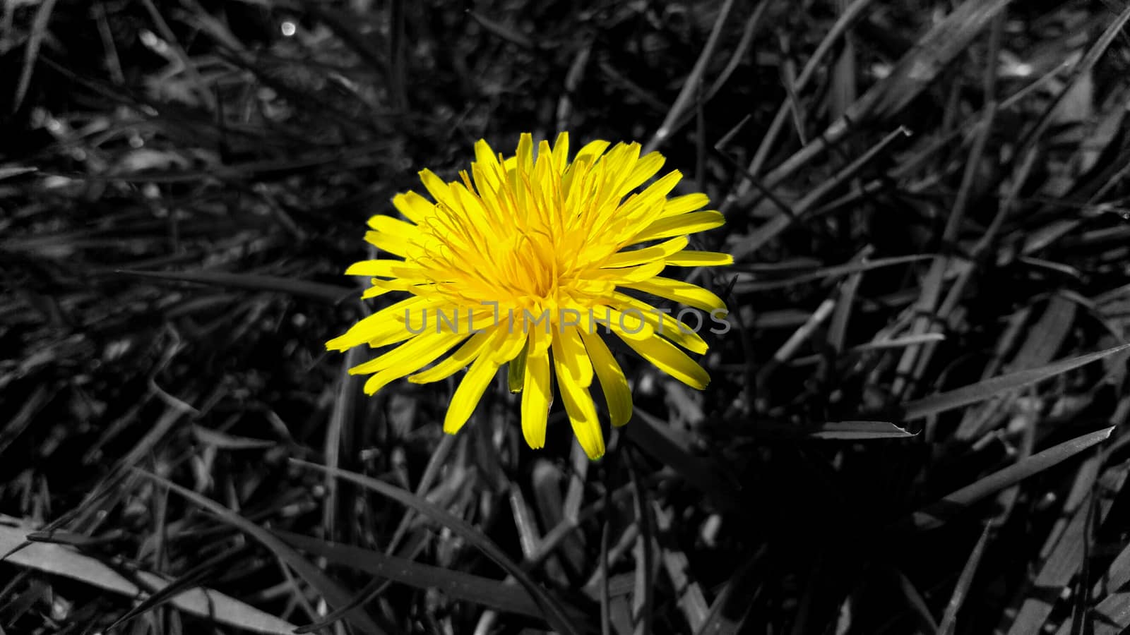 bright yellow dandelion on the grass background in black and white, close-up