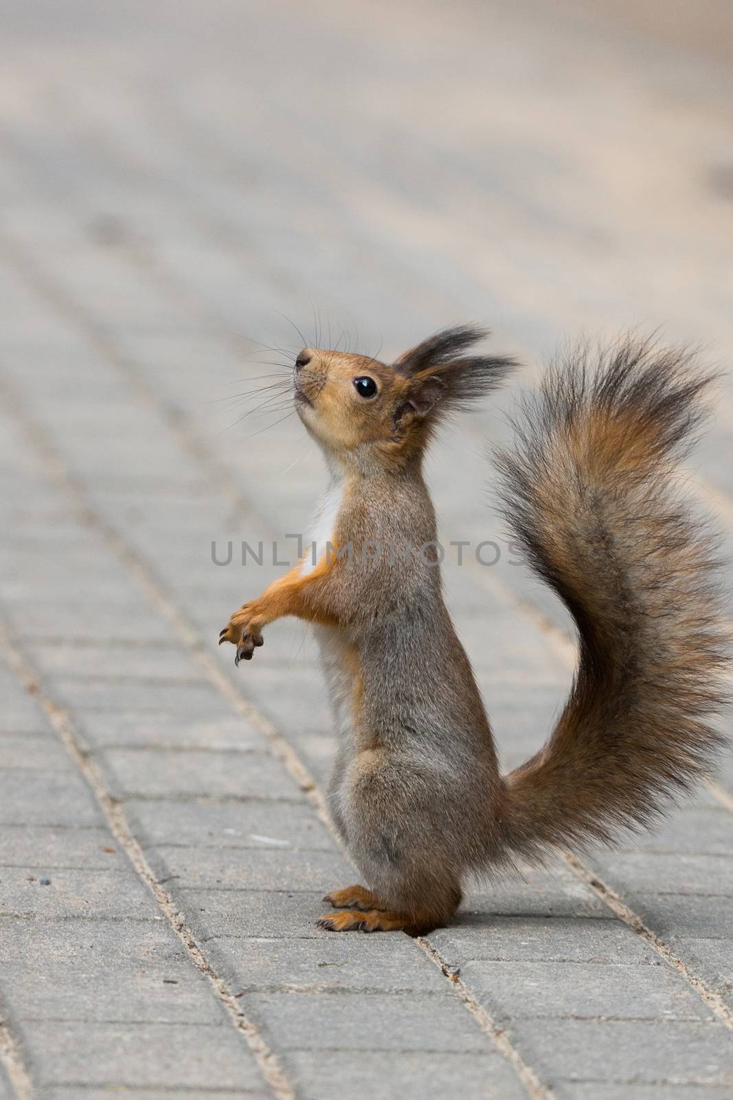 the photograph shows a squirrel on a tree