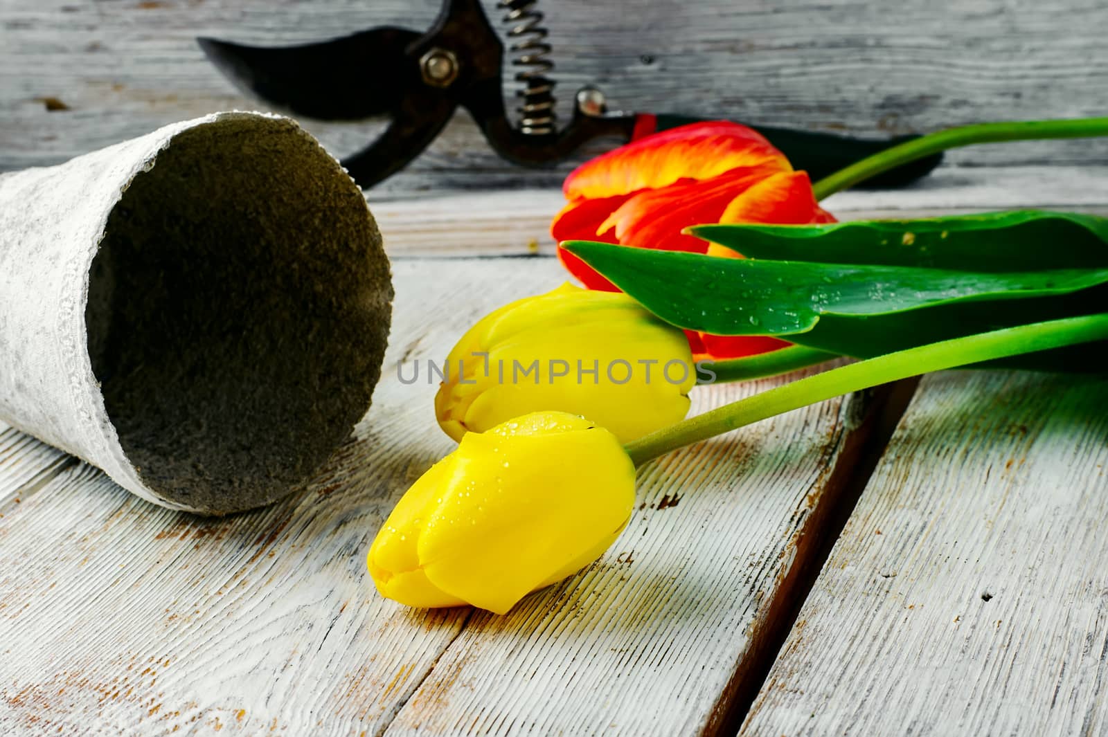 bouquet of cut tulips by LMykola