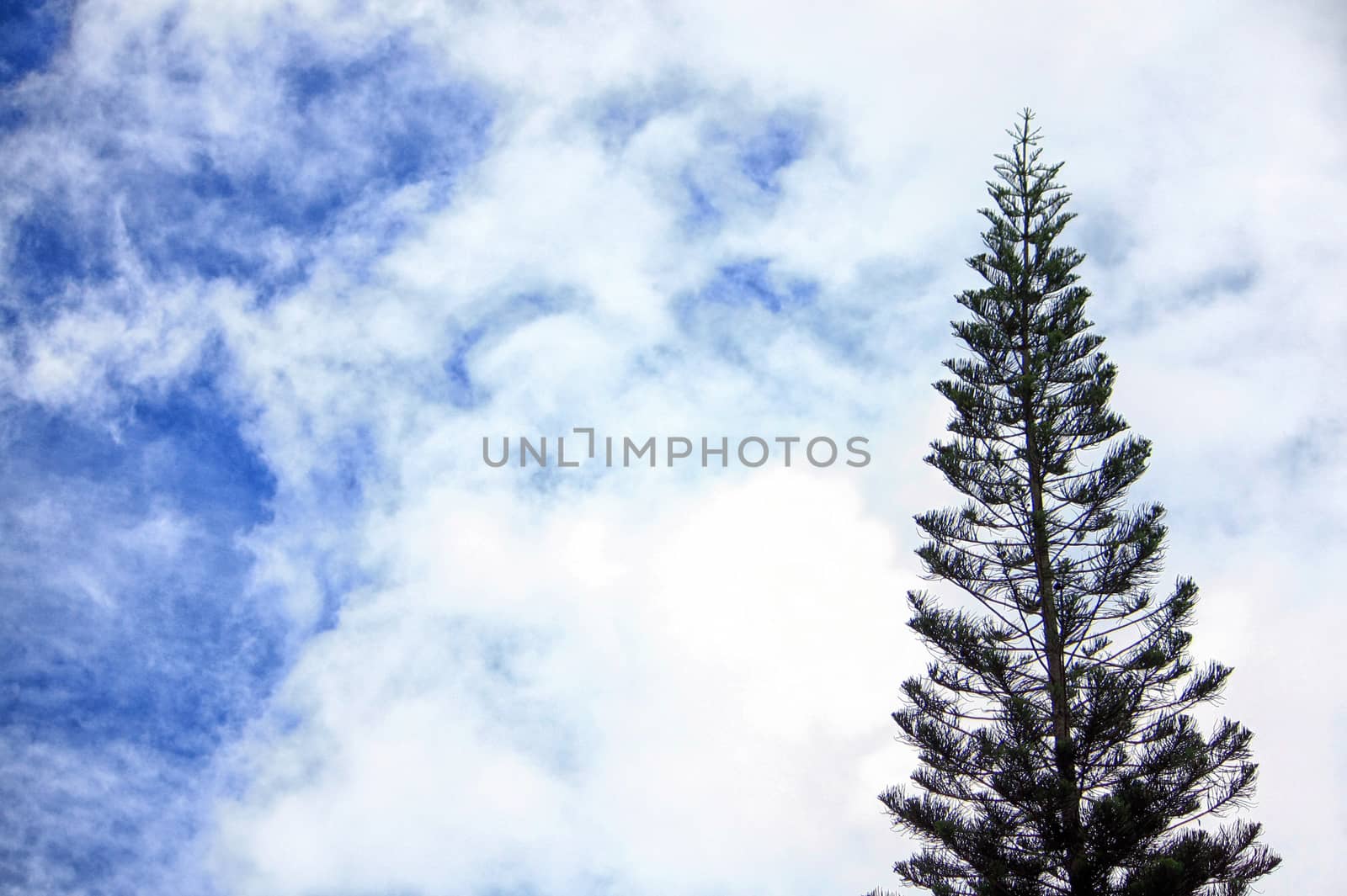 Pine tree standing into the cloudy blu sky