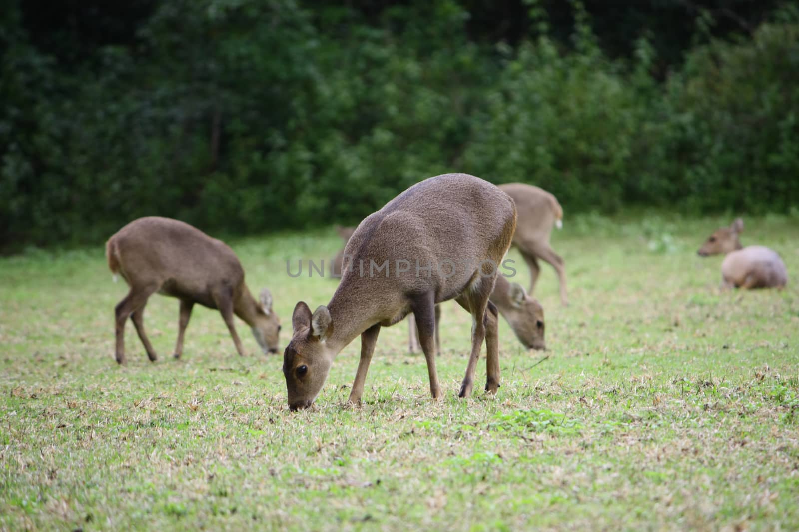 A group of deer eating grasses in the grasses field