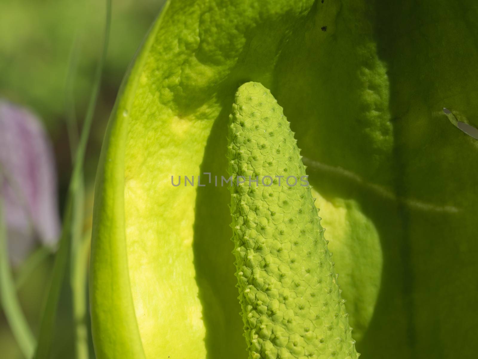 Skunk cabbage seed head