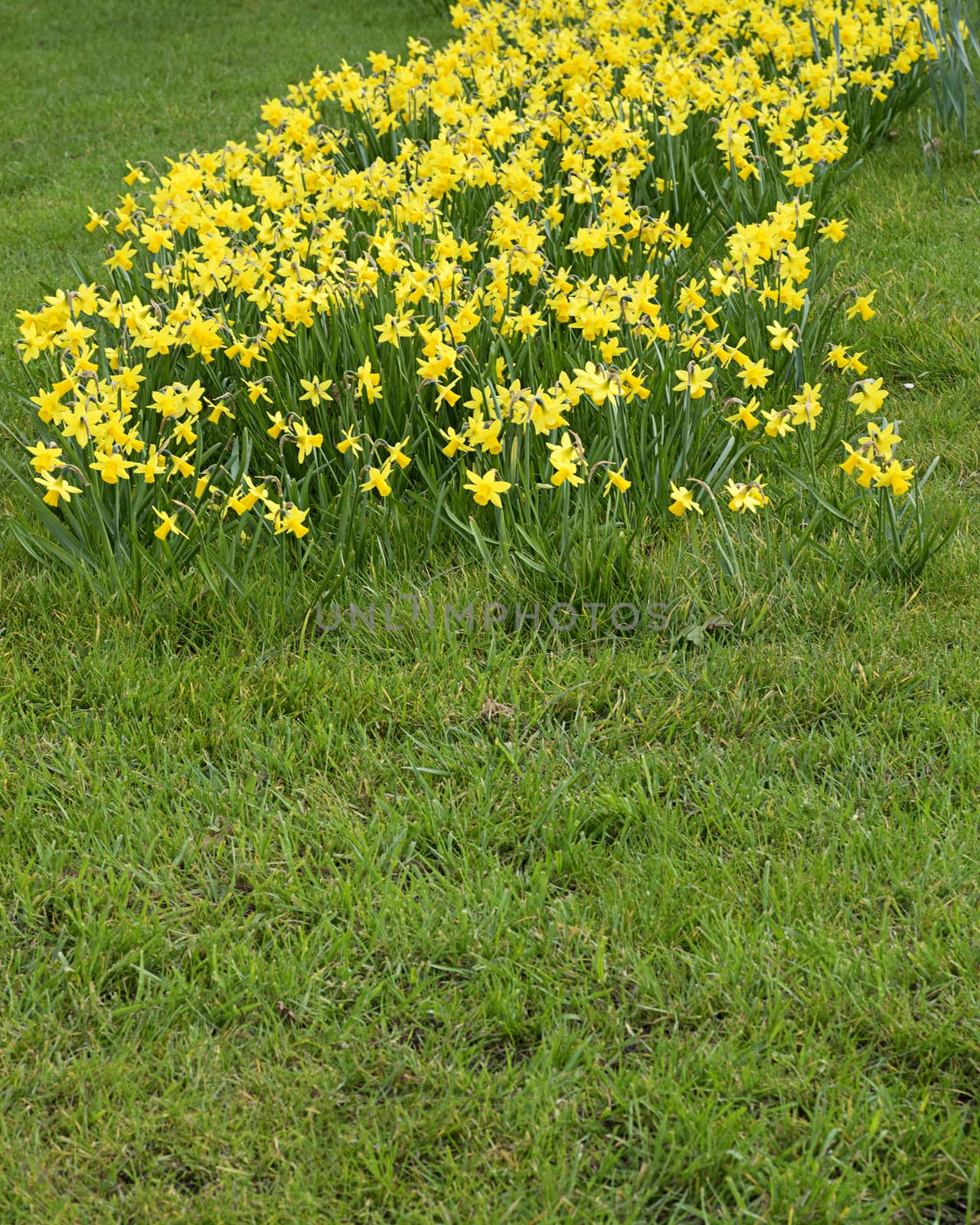 Daffodils on grass