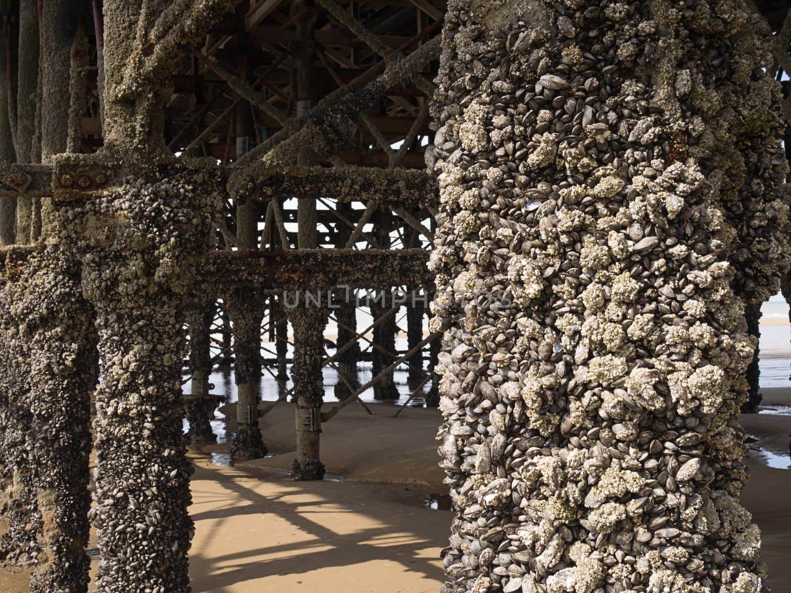 Pier supports with barnacles