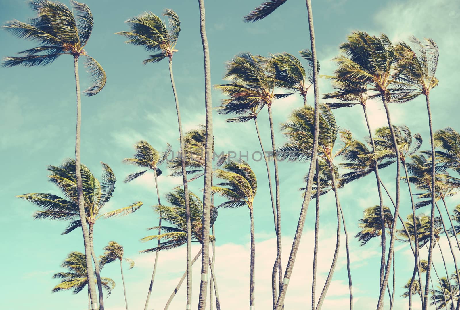 Retro Vintage Style Washed-Out Photo Of Wind-Blown Palm Trees In Hawaii