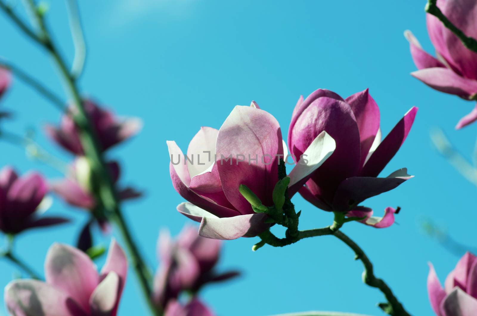 Blossoming of magnolia flowers in spring time